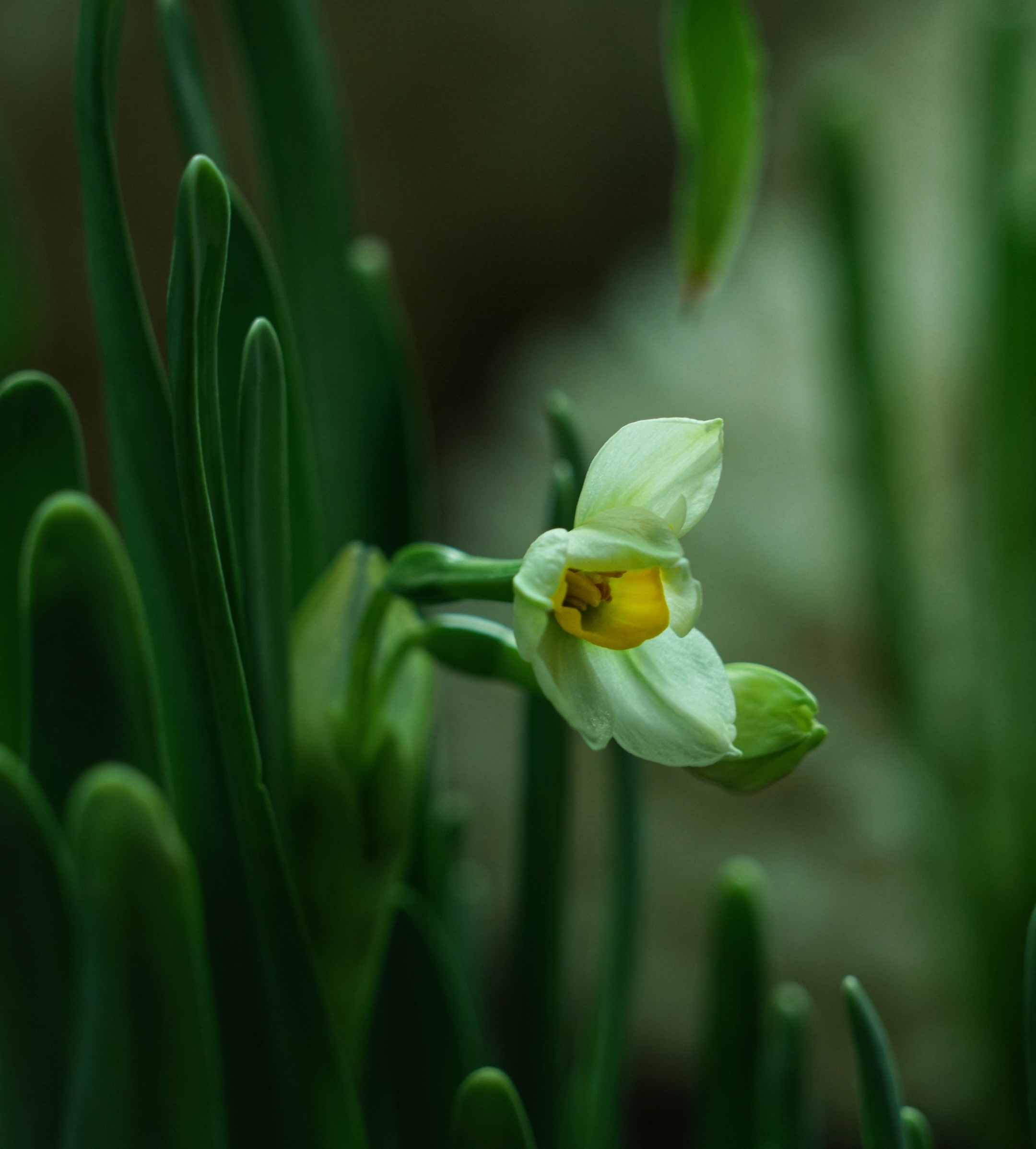 《水仙花》 ——宋 刘克庄 岁华摇落物萧然, 一种清风绝可怜.