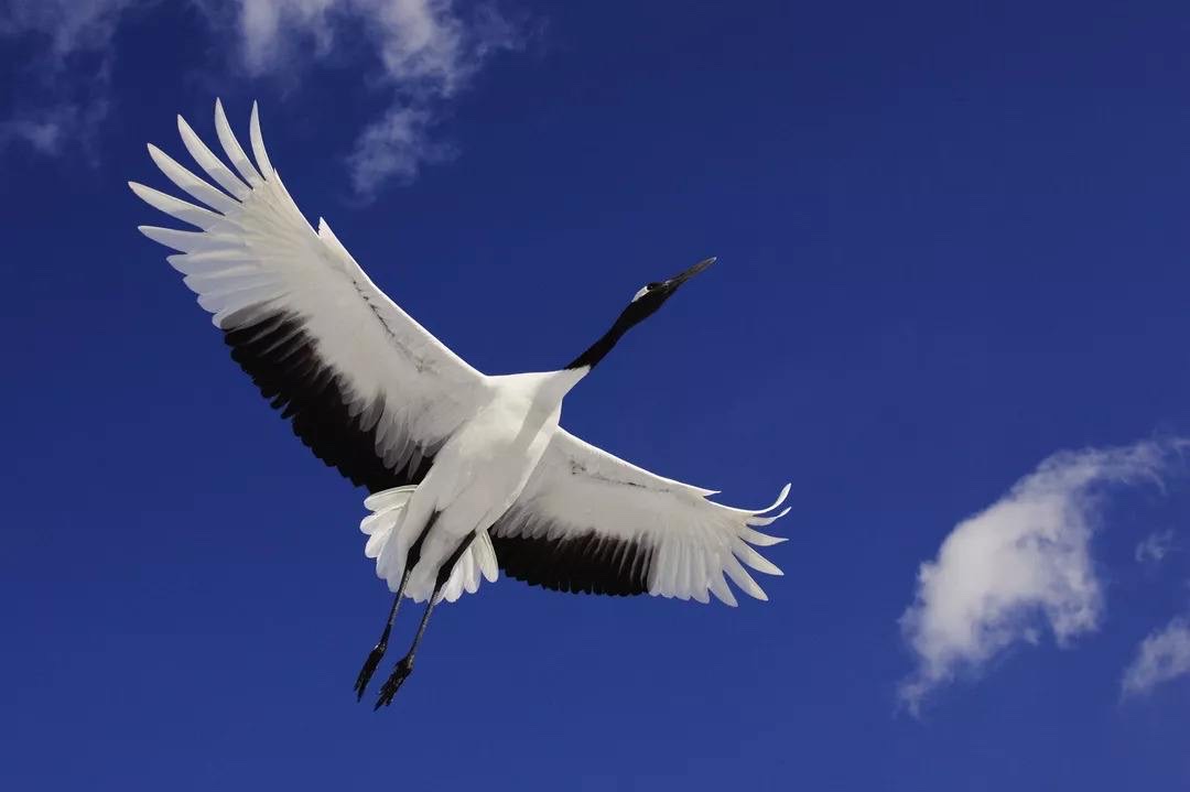 白鹤穿云,直上九霄,诗人的诗情,也随之高昂.