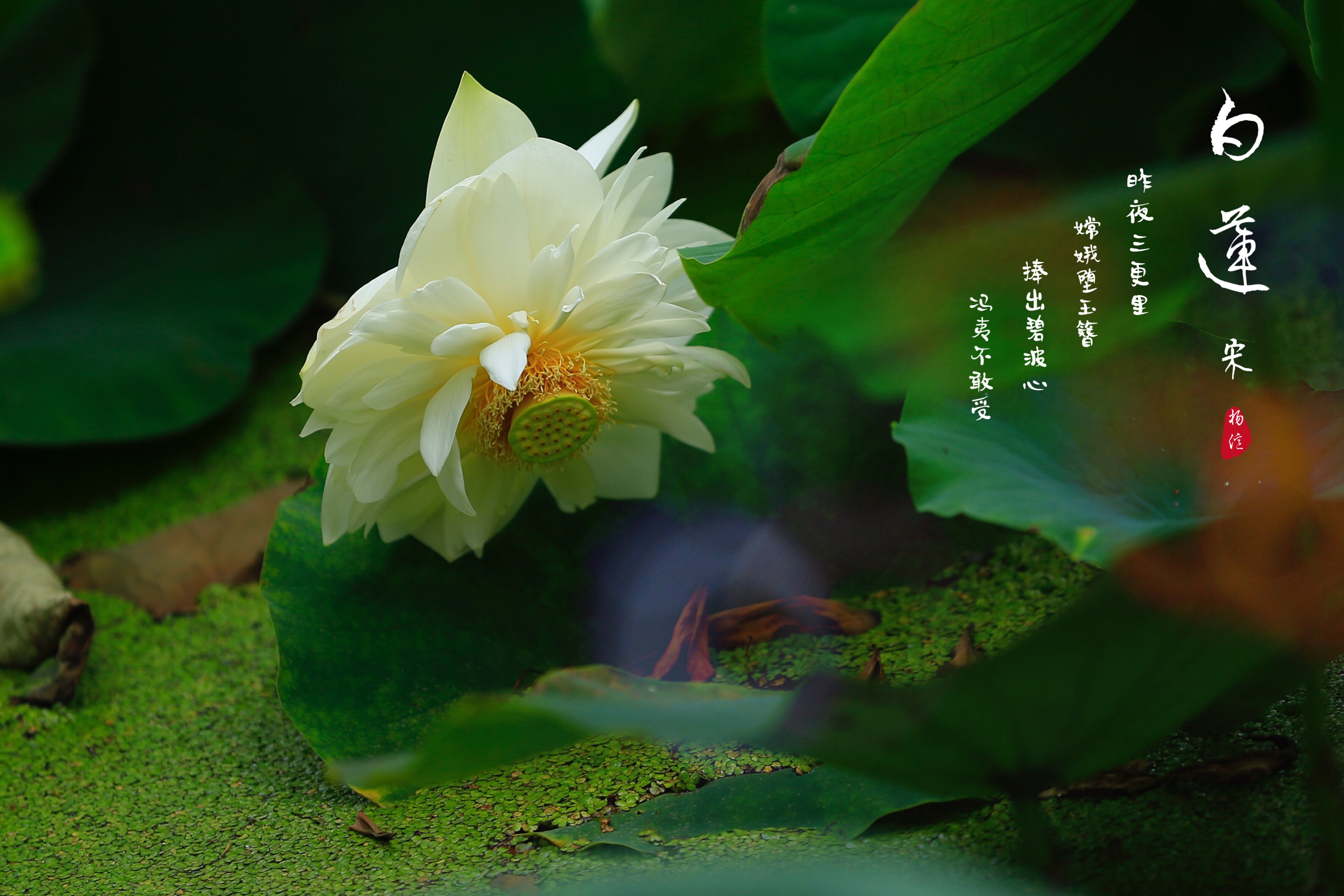 七月白莲淡雅无尘vv首发