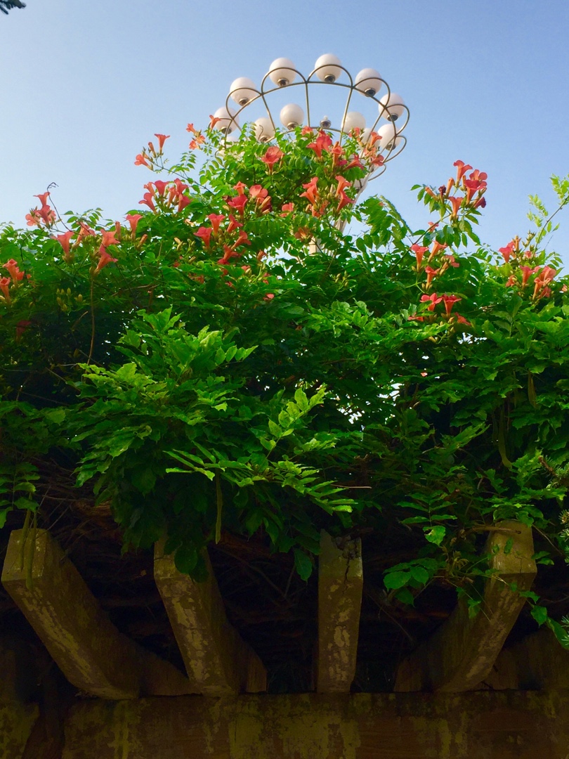 凌霄花一一献给母亲的花