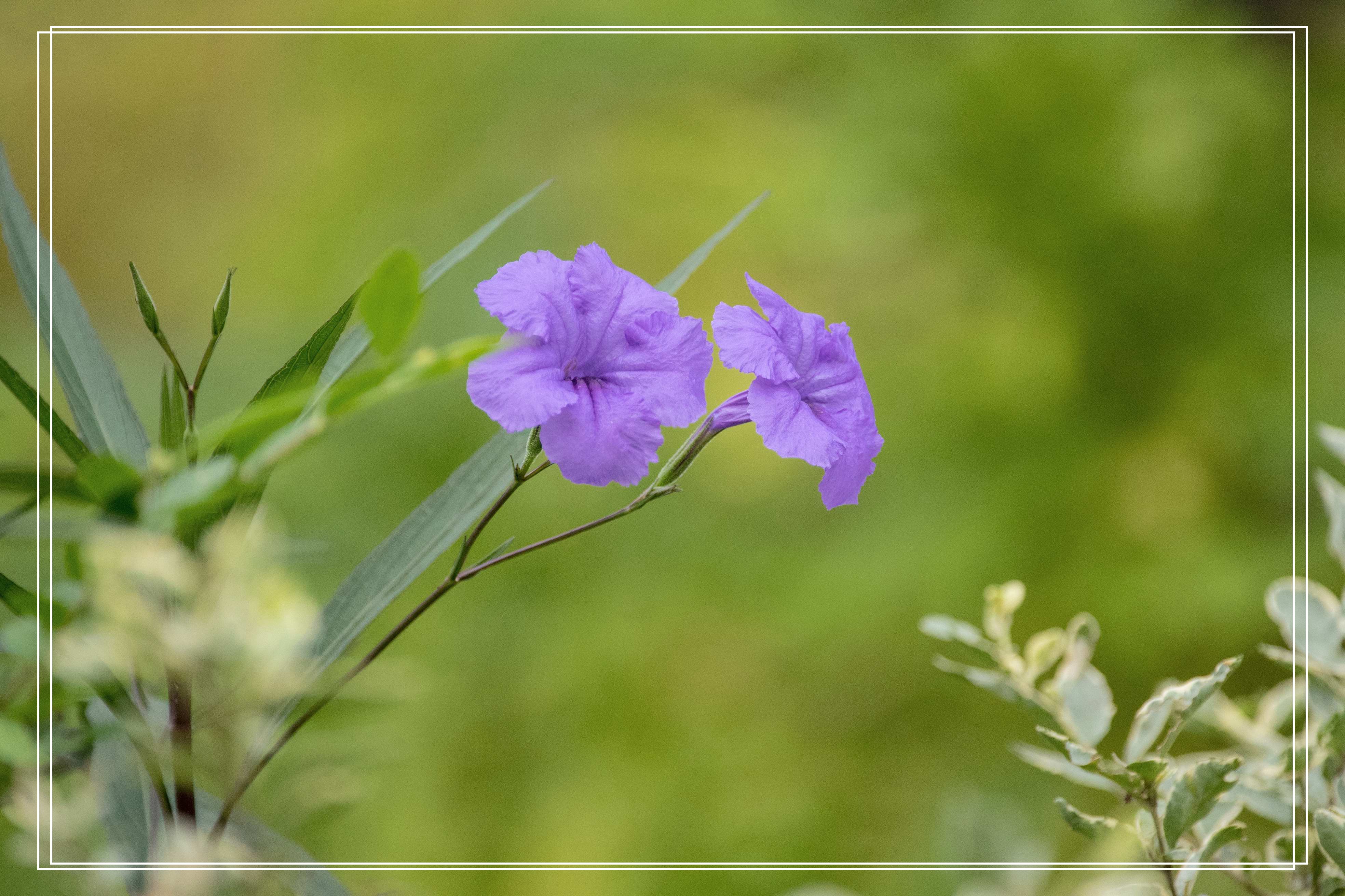 清新淡雅蓝花草