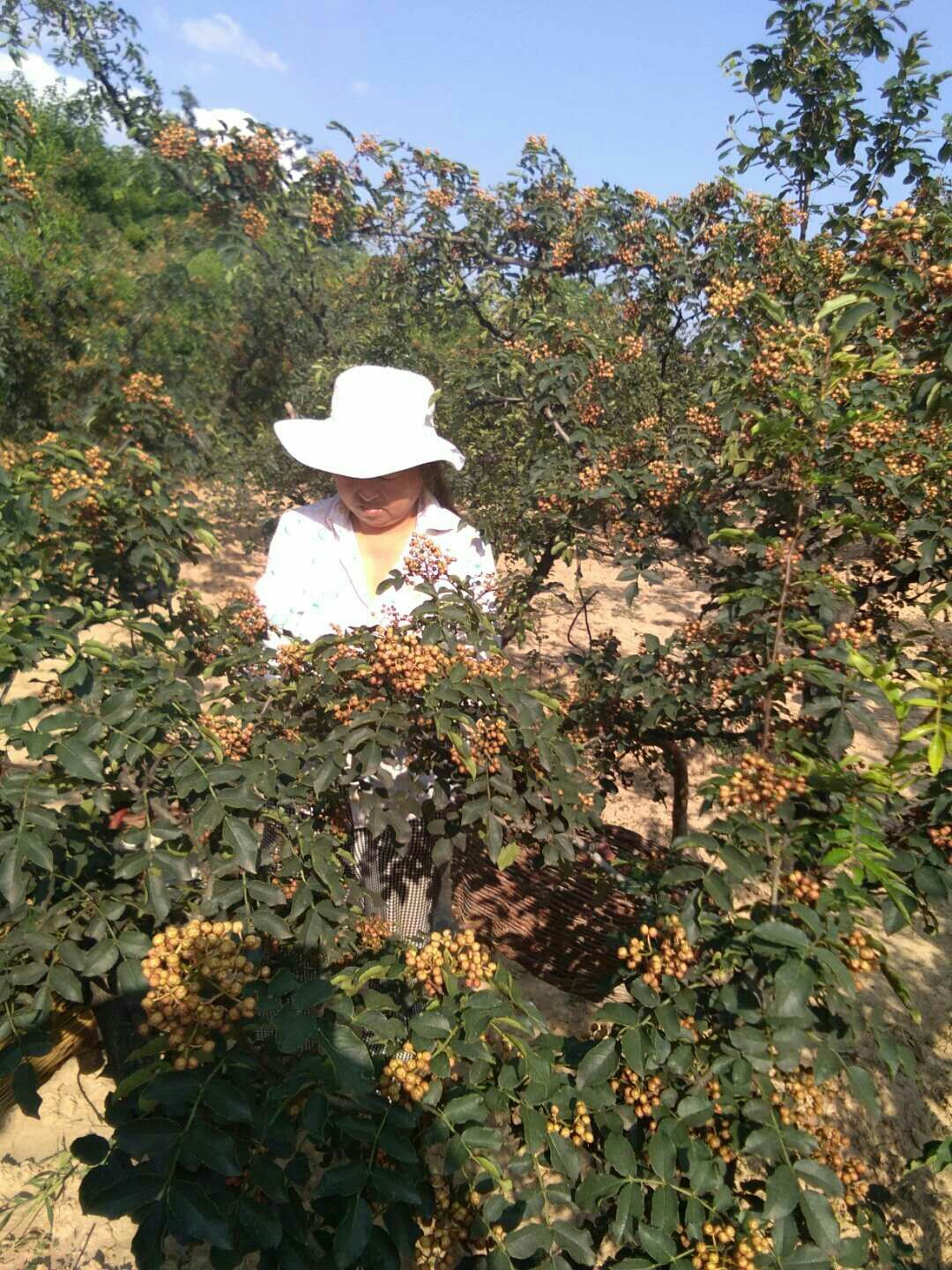 走!给群主摘花椒走!