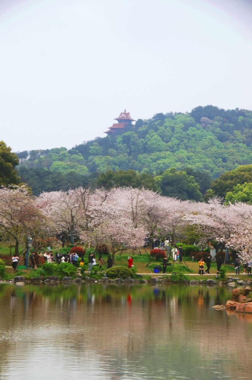 世界赏樱胜地武汉东湖樱园