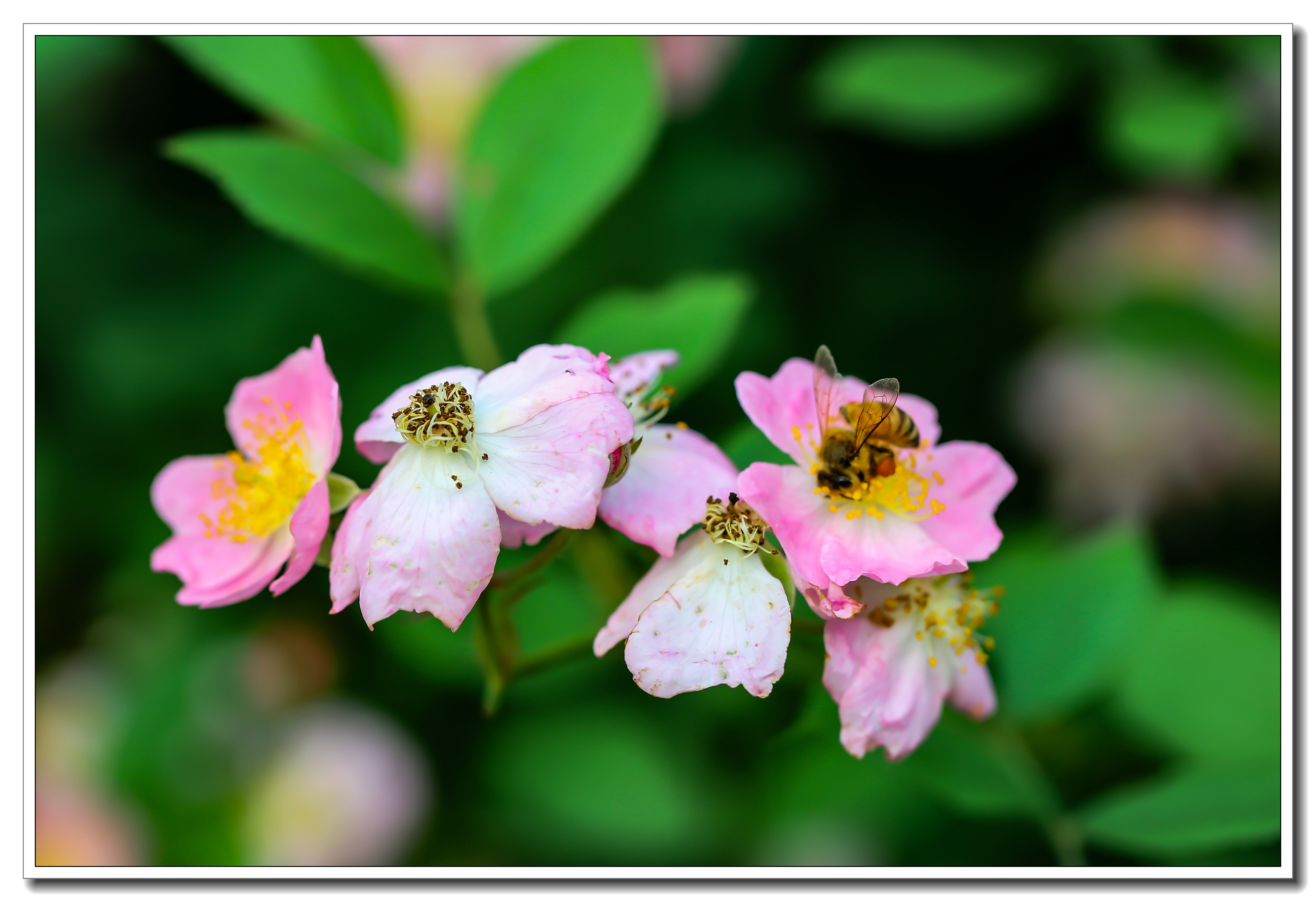 又见野蔷薇花开