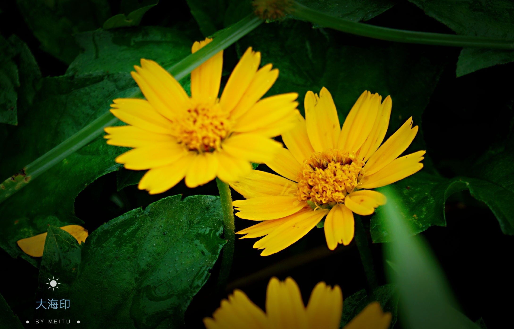 路遇小花南美蟛蜞菊vv首发