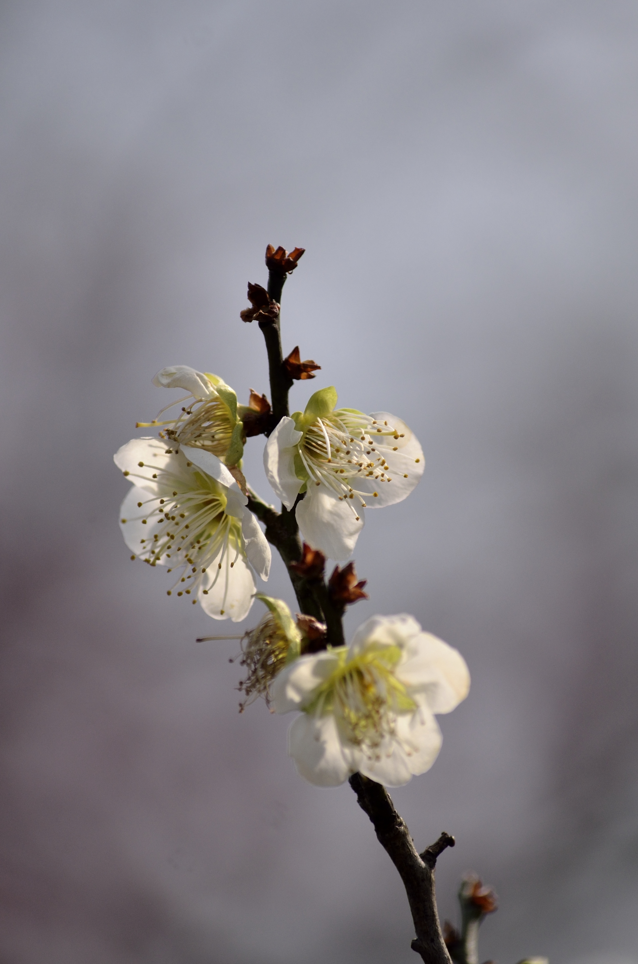 梅花系列一小绿萼梅(首发)