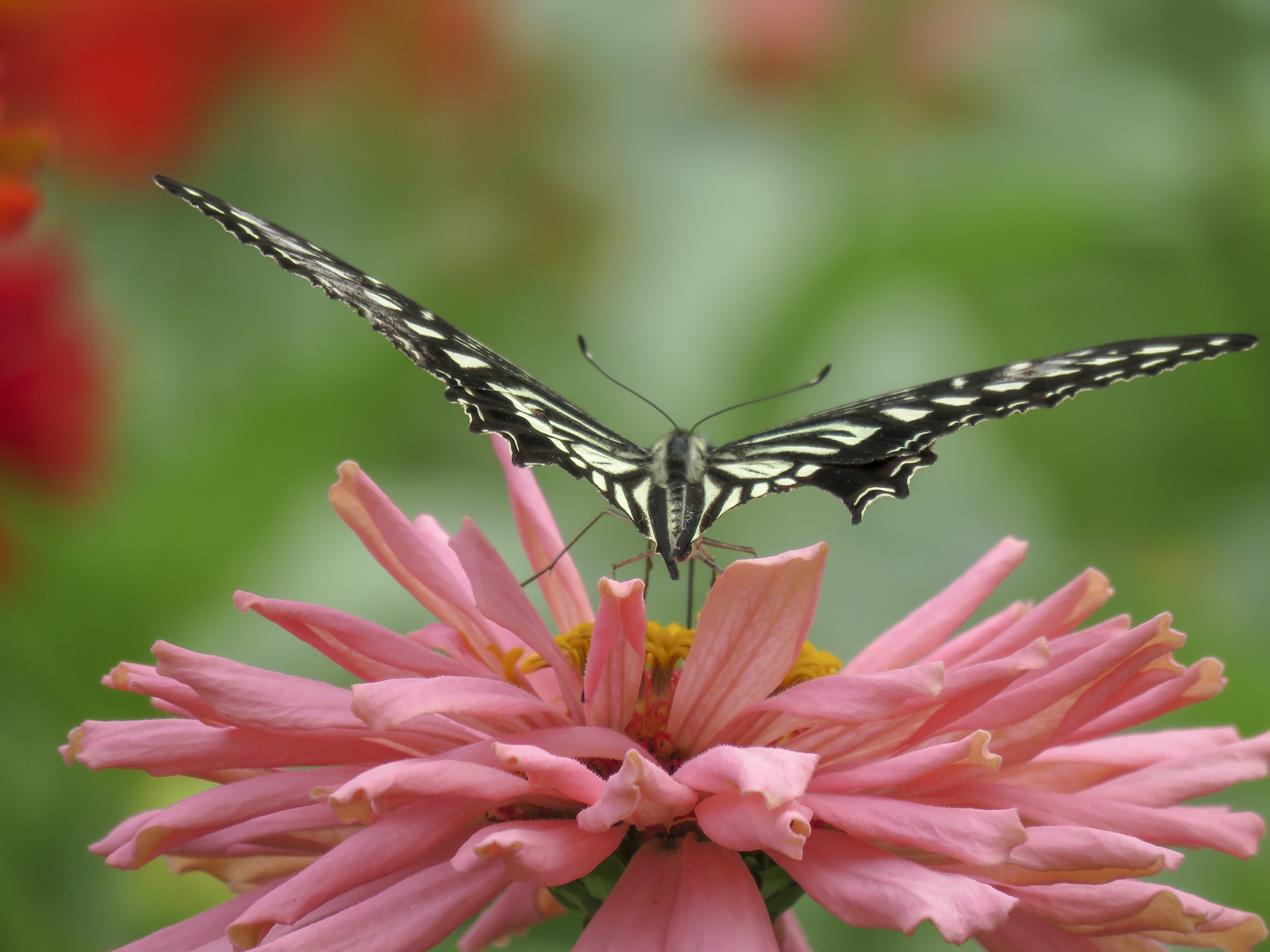 凤蝶花中舞vv首发