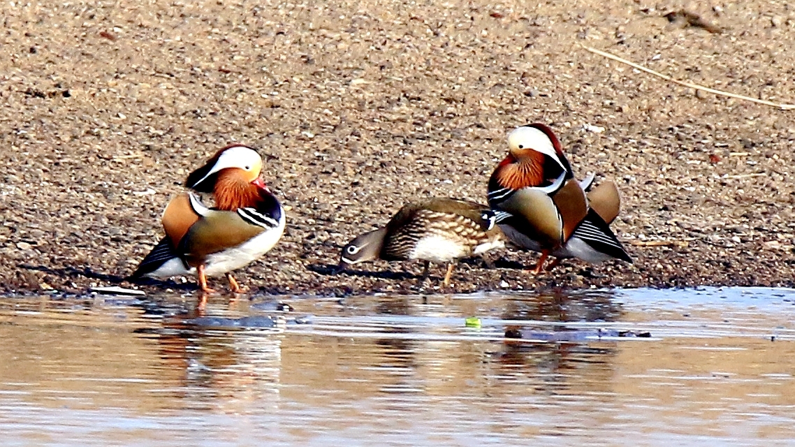 象征着甜蜜爱情的"鸳鸯",在柔软沙滩上,在清净的流水中,尽情的嬉戏