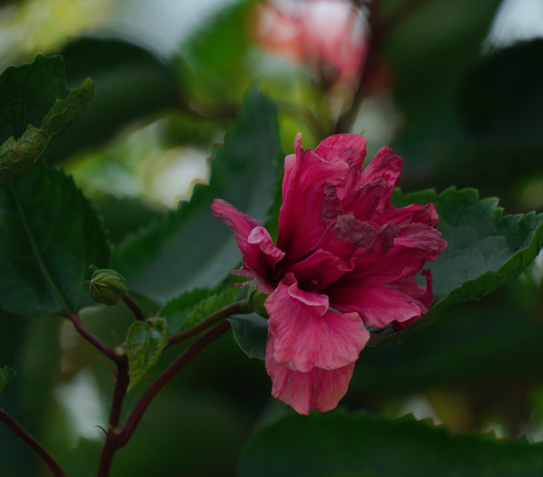 原创首发重瓣扶桑花