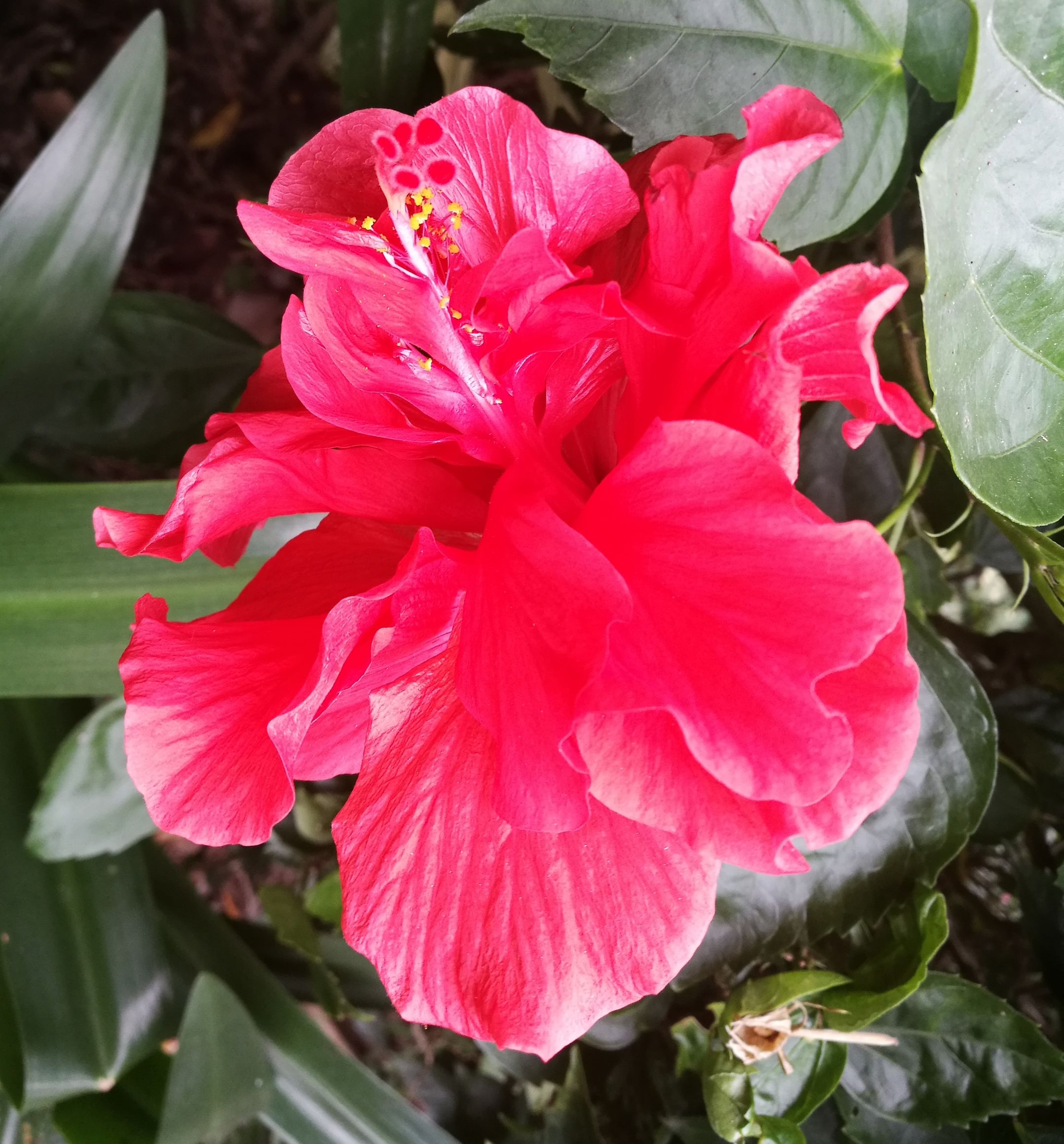 首发火红花贺新年