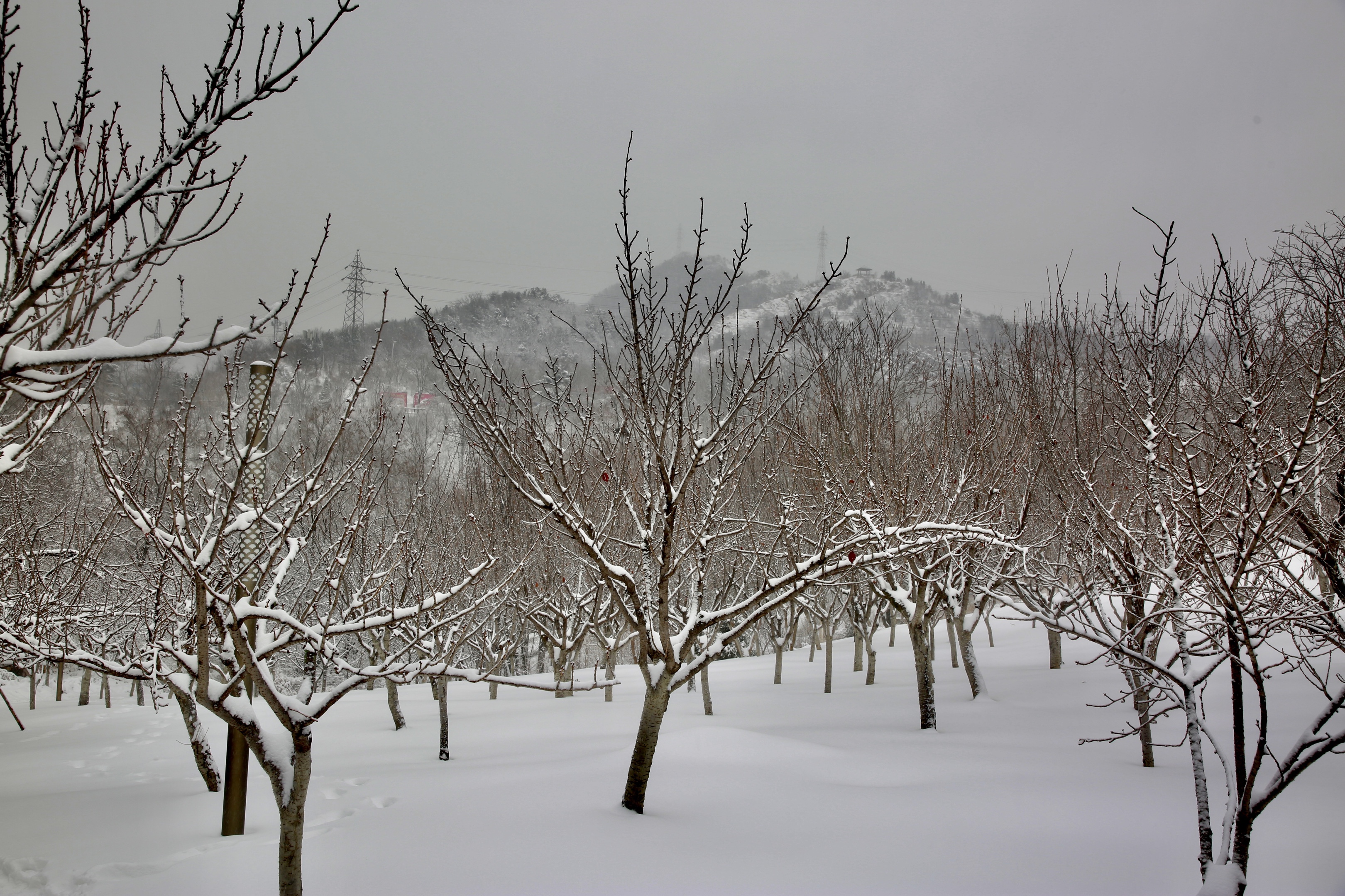 阳春三月下雪图片