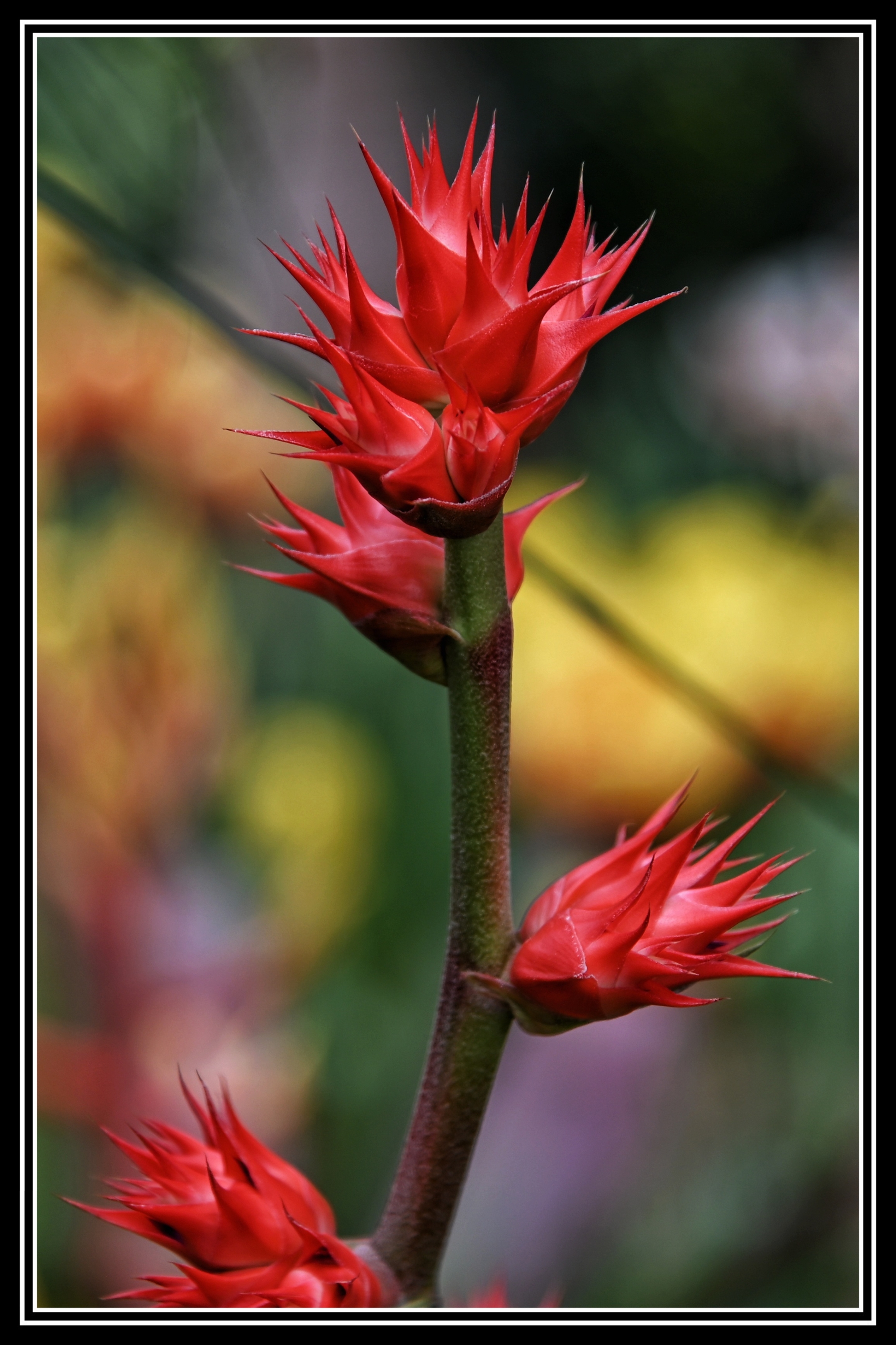 温室中的热带植物续首发
