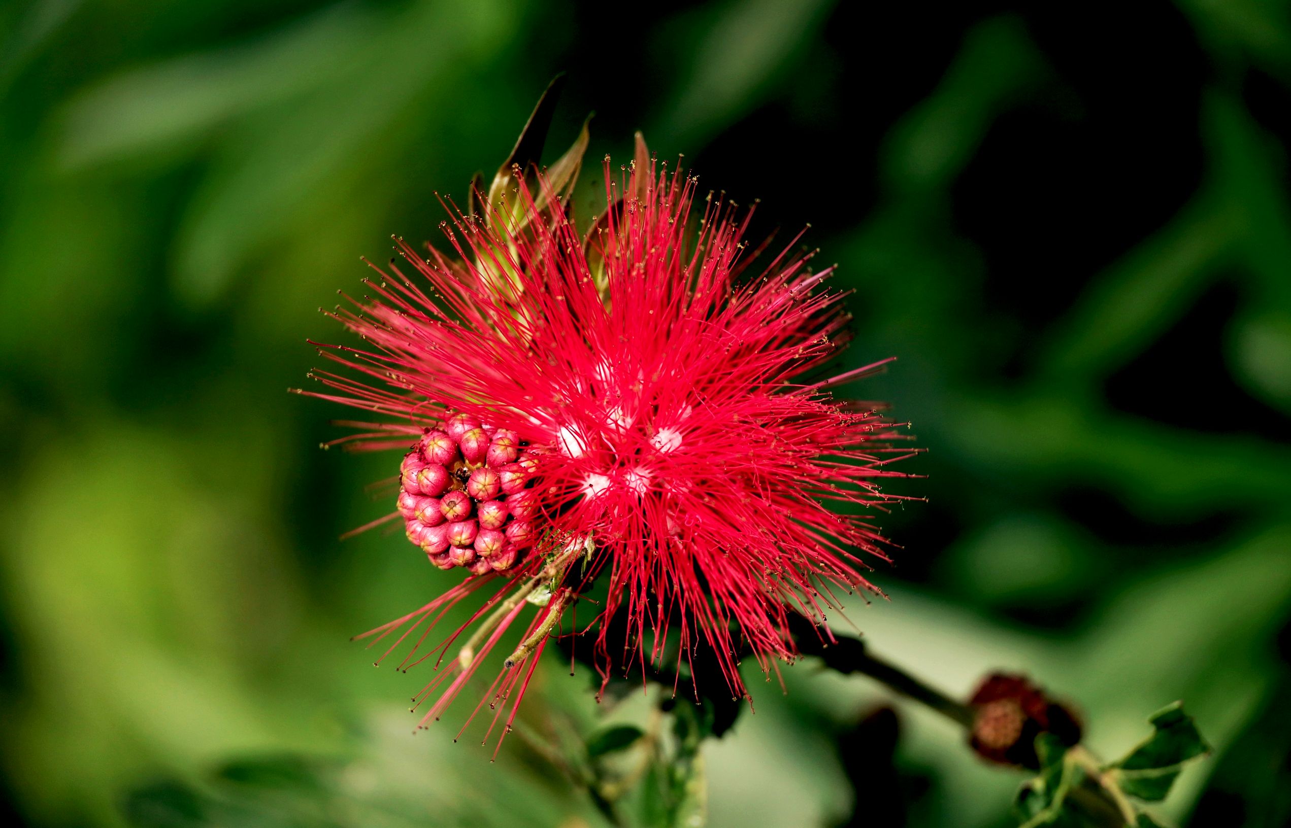 朱缨花,豆科,朱缨花属落叶灌木或小乔木;枝条扩展,小枝褐色,粗糙.