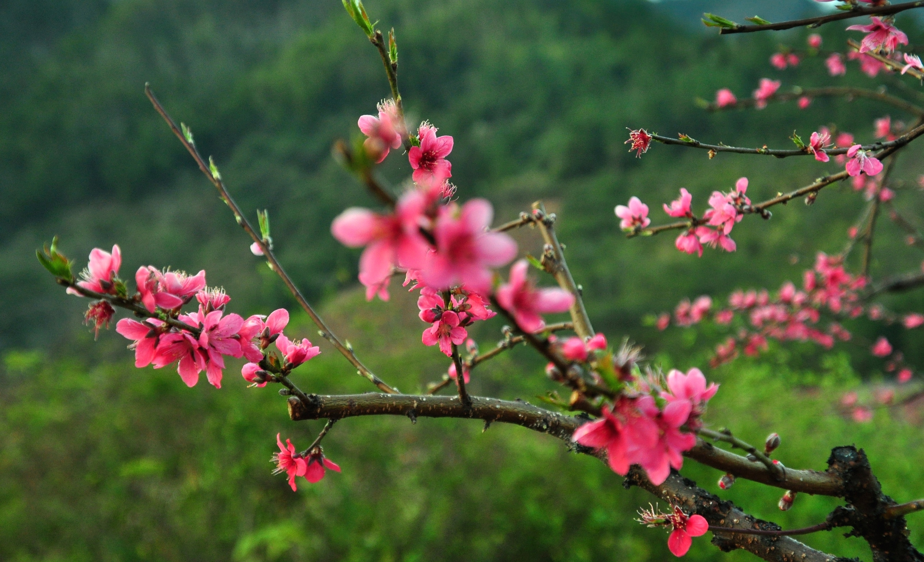 人面桃花壁纸图片