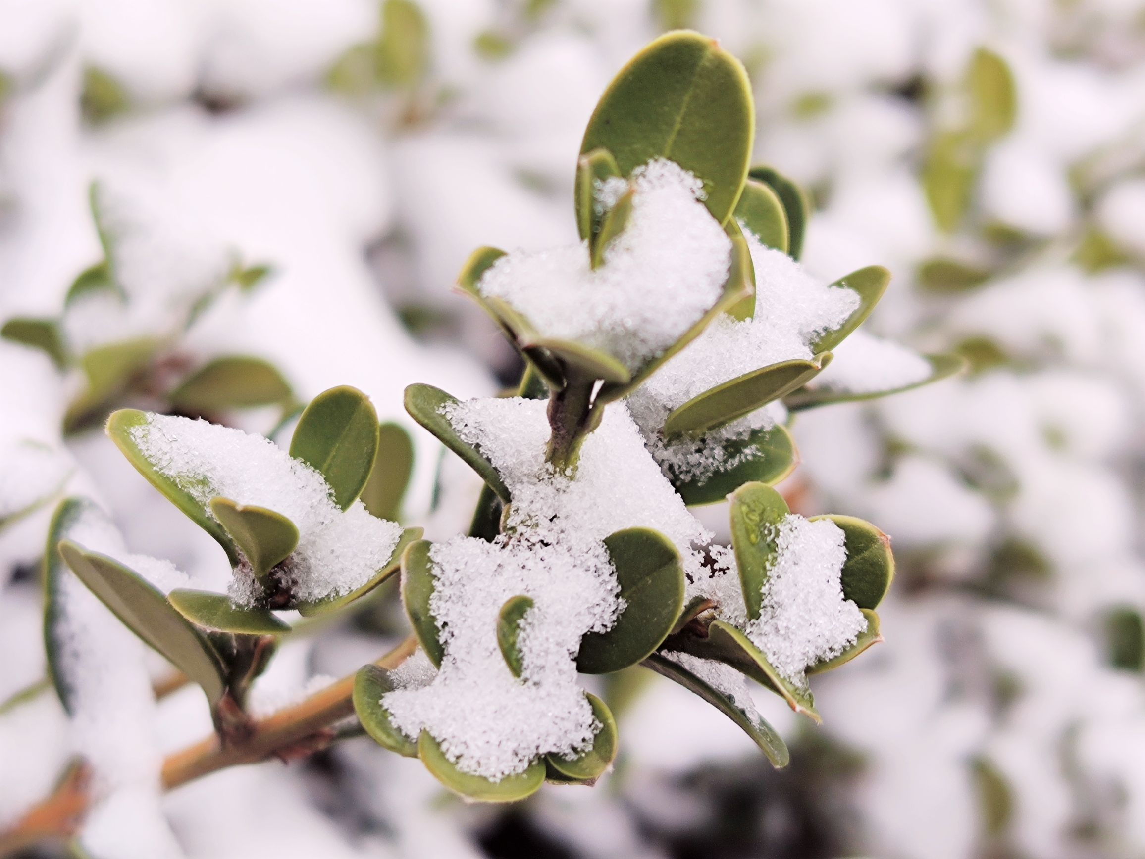 瑞雪迎春【vv首发】
