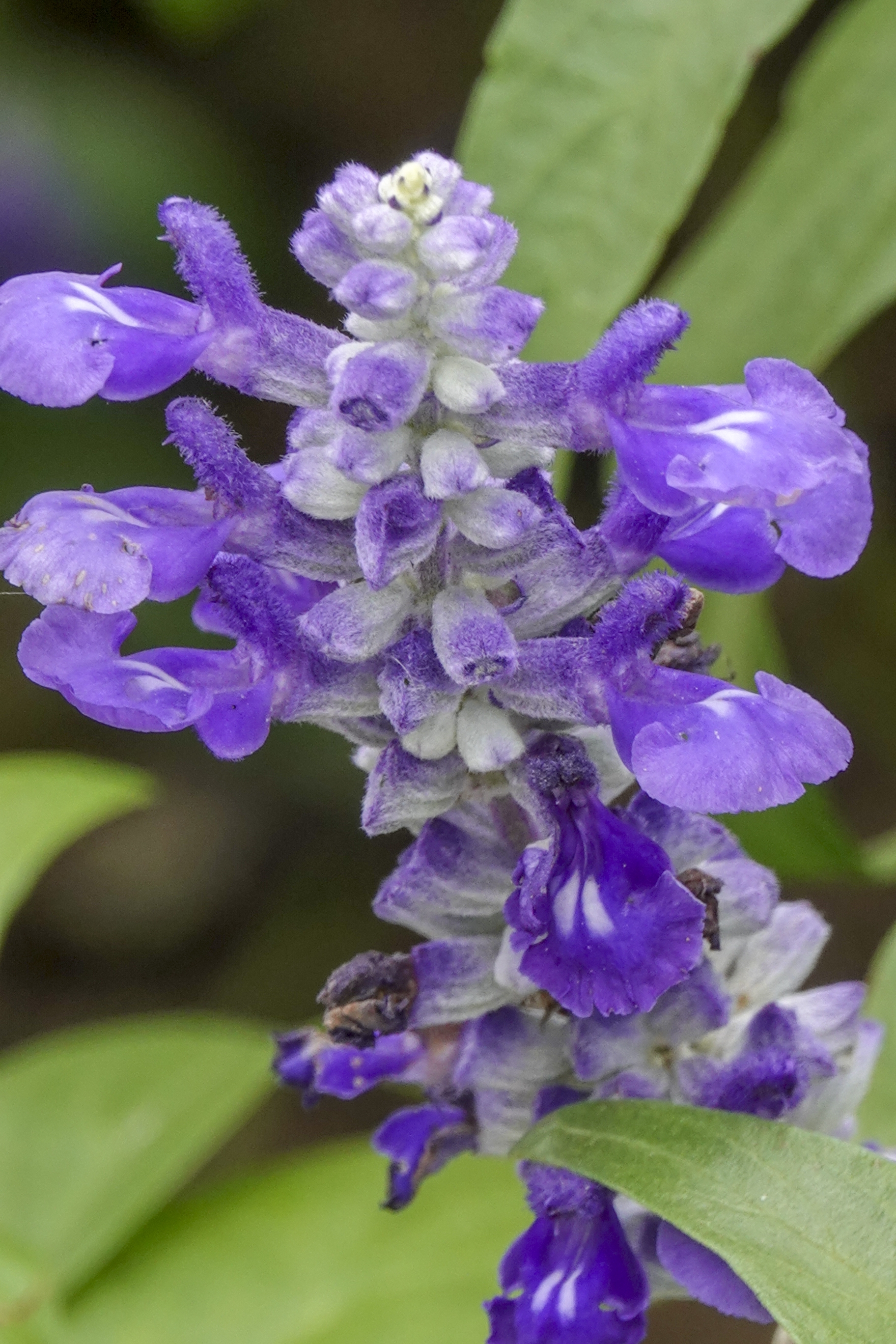 蓝花鼠尾草种植密度(蓝花鼠尾草有几个品种)