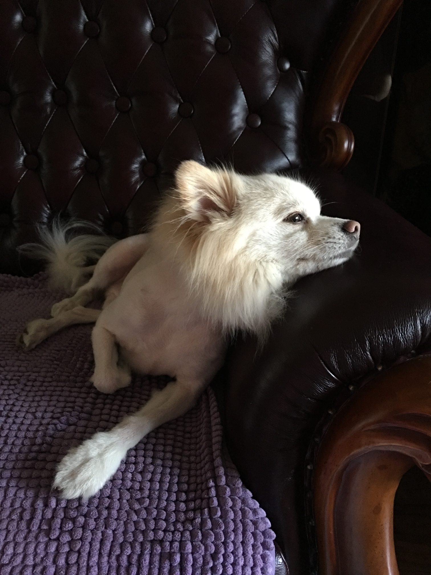 纪念亲爱的宝贝爱犬波波二