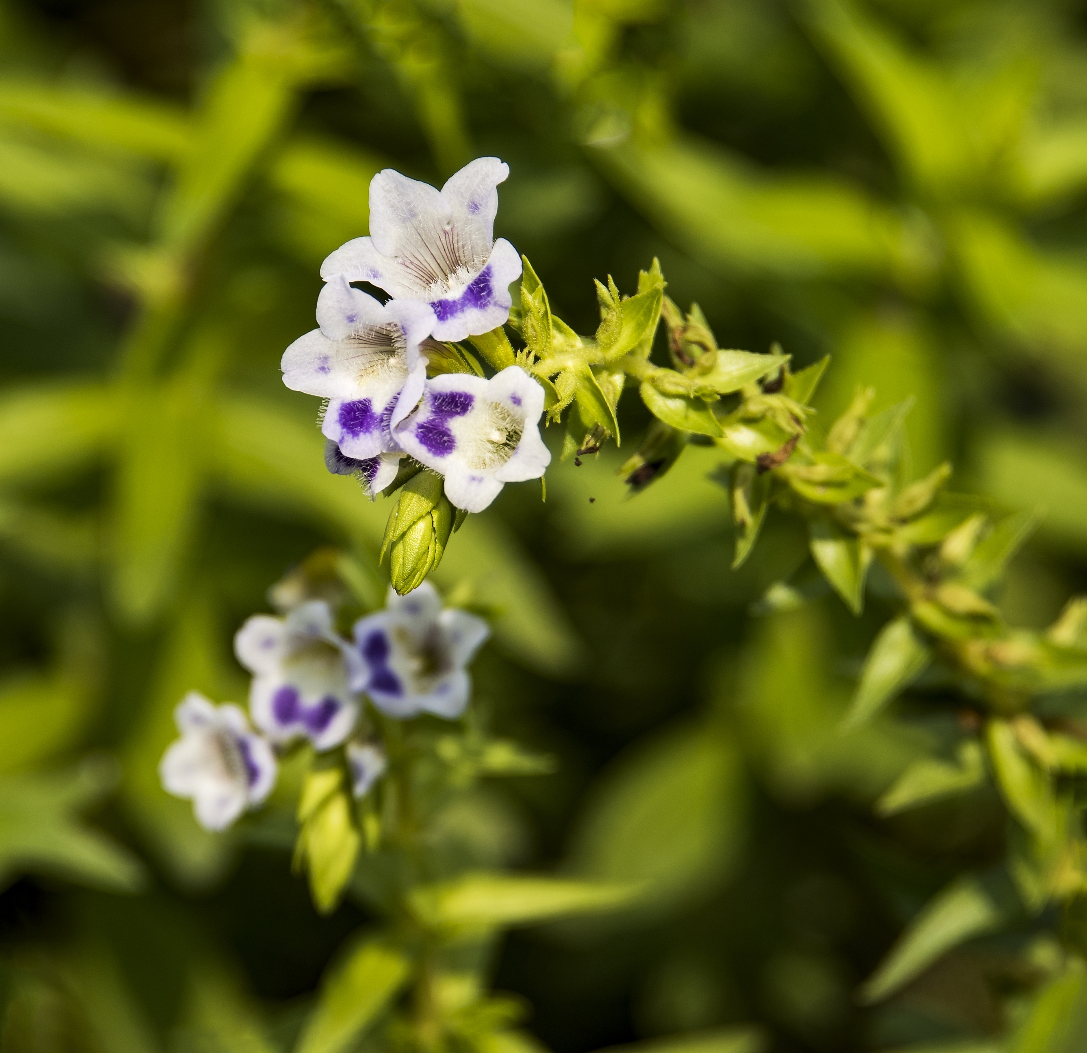 大尾石龙花首发