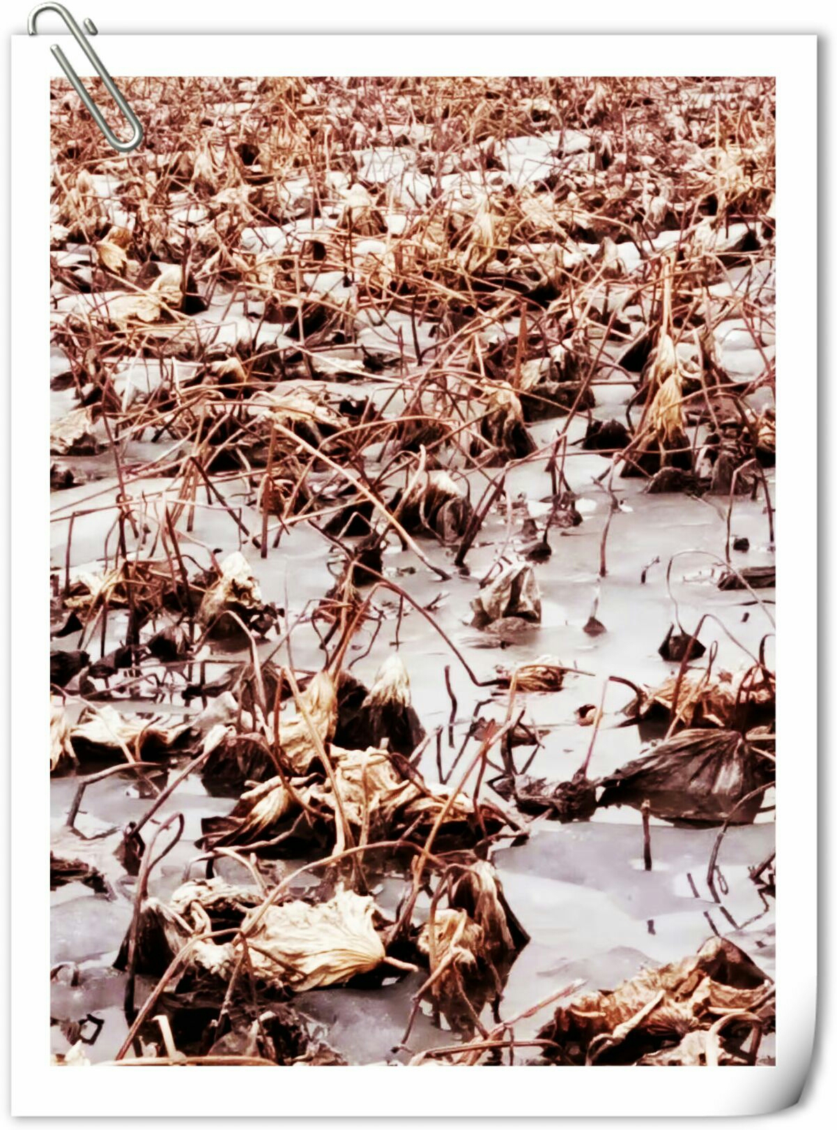 却听枯荷禅雪声