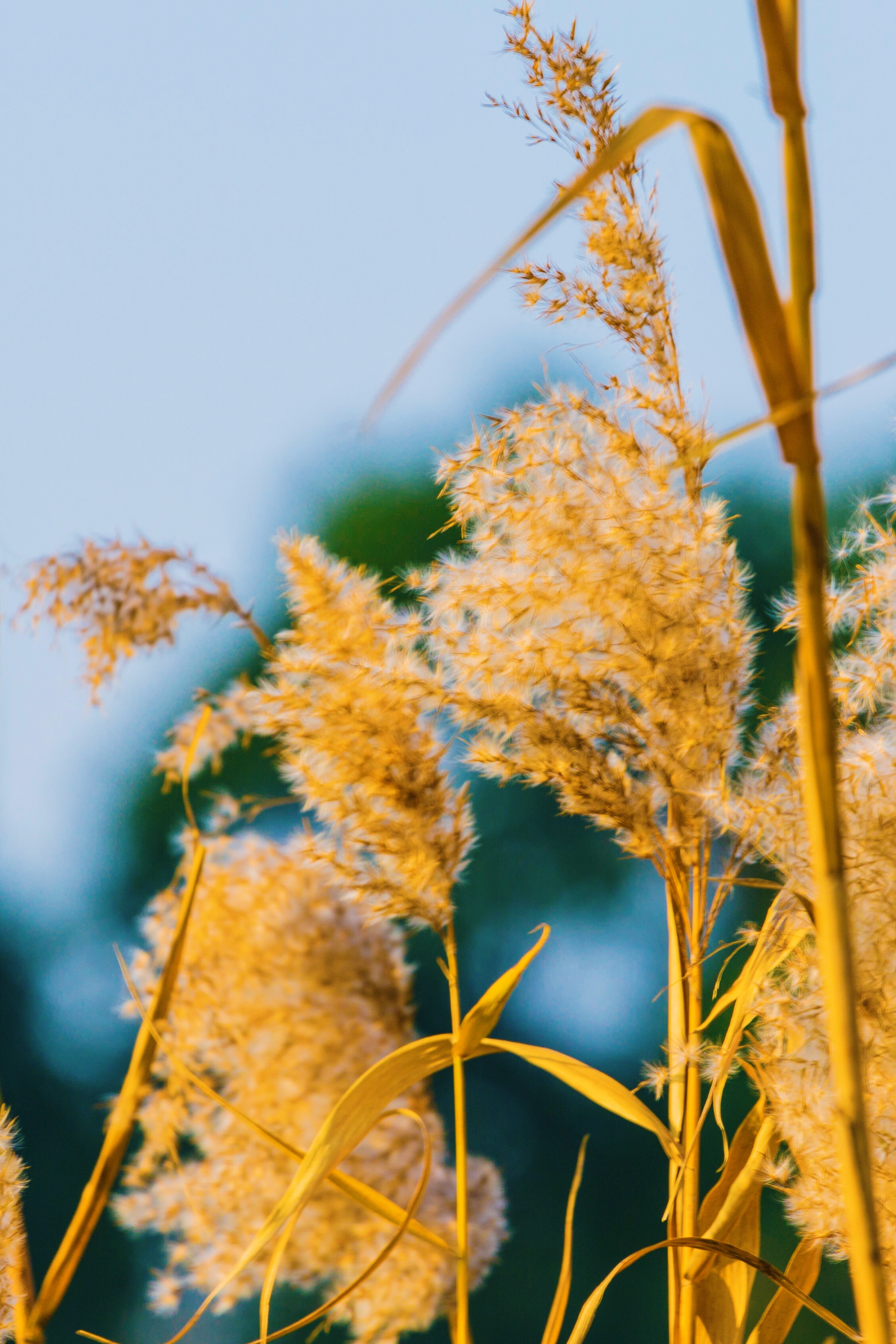 芦花飞舞漫天霜首发