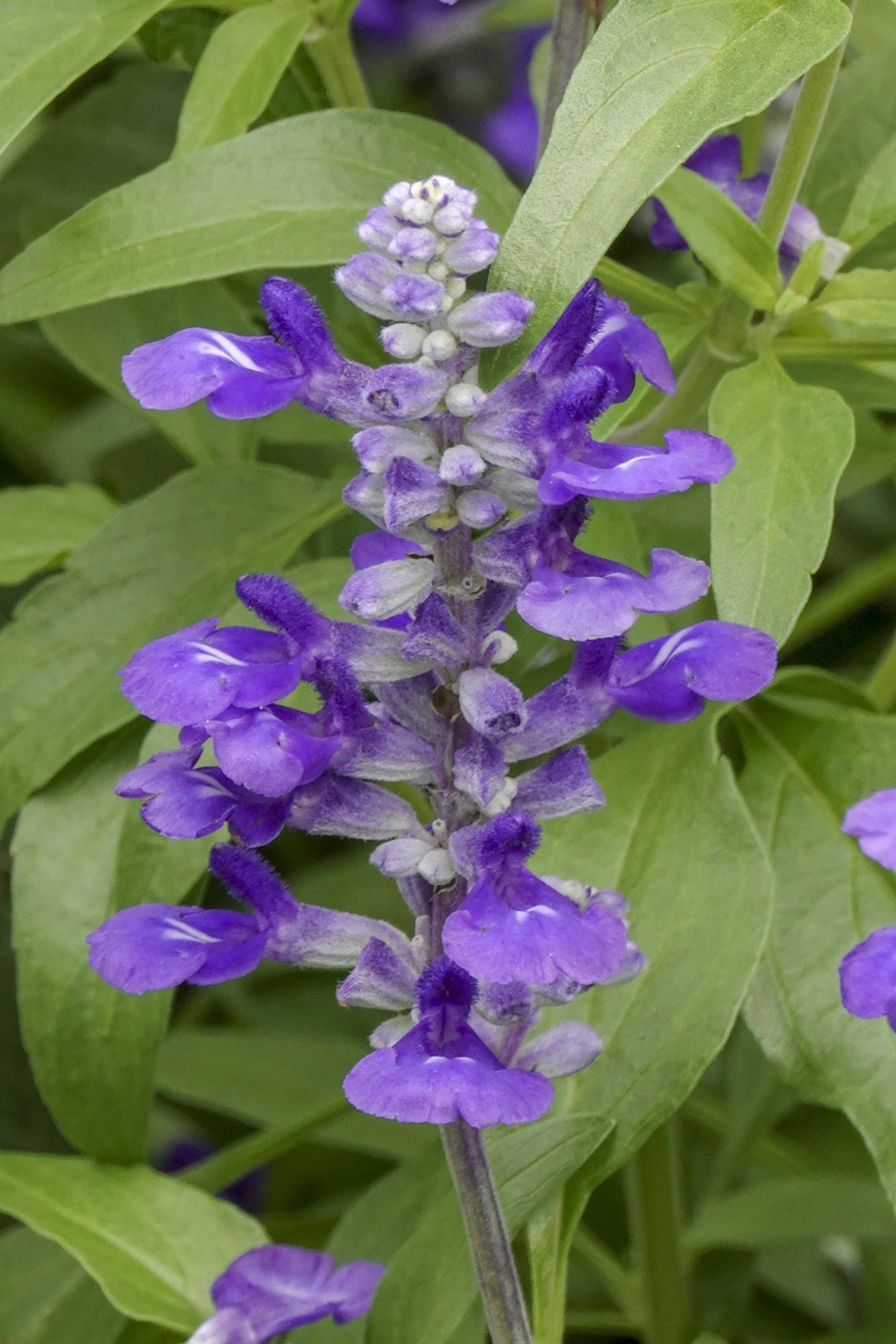 蓝花鼠尾草(蓝花鼠尾草种植方法)