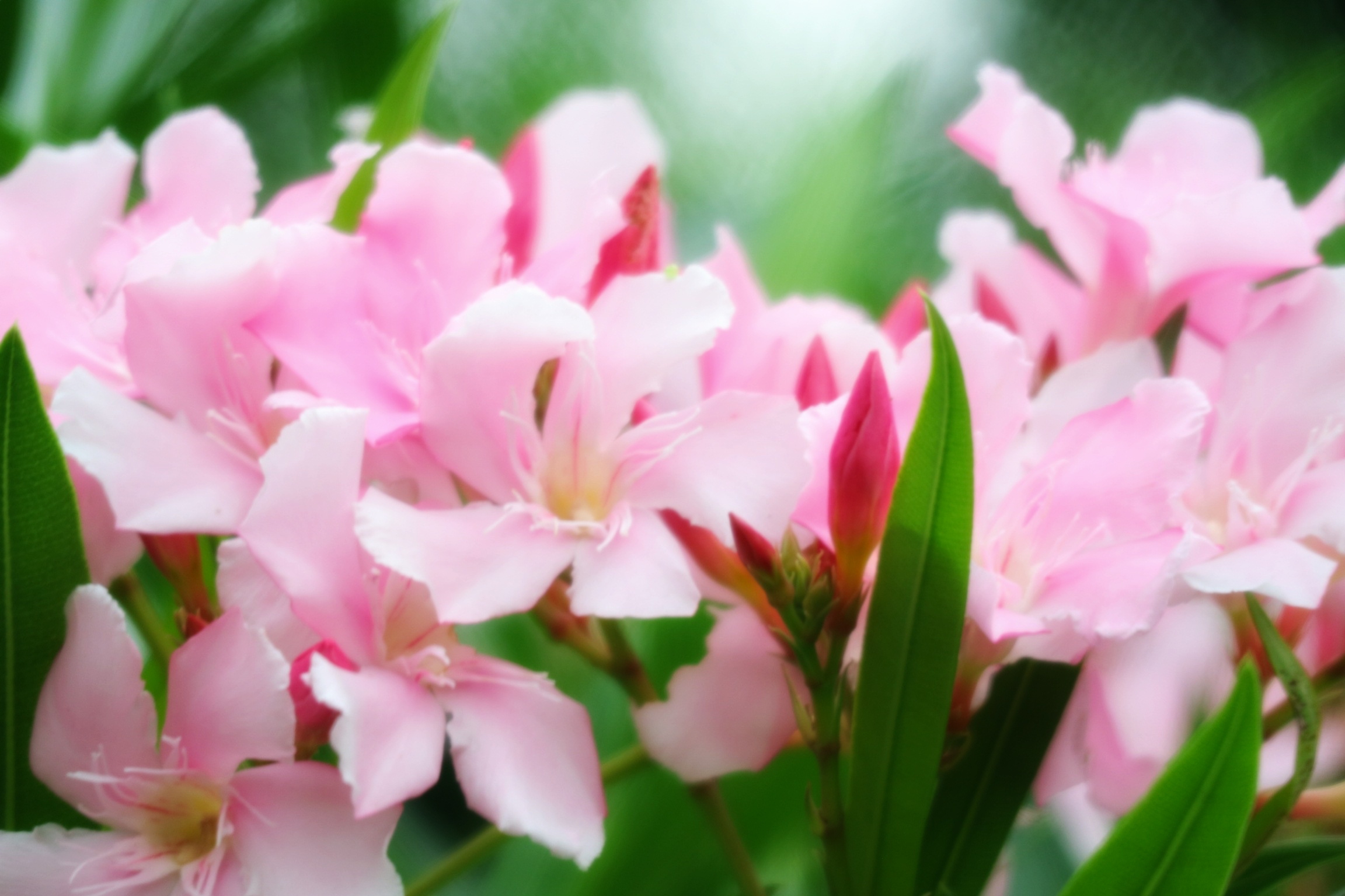 粉粉的夹竹桃首发