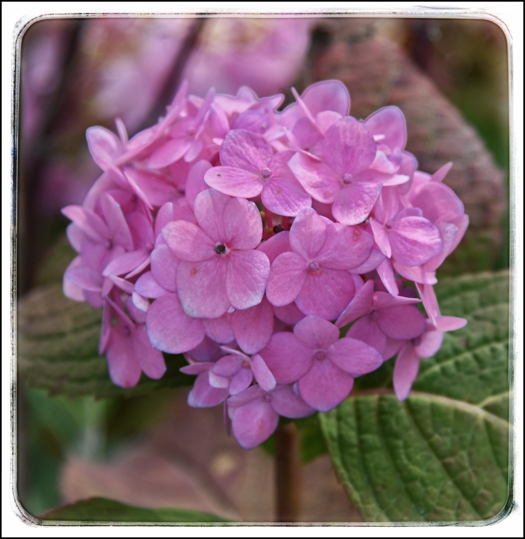 首发会变色的绣球花