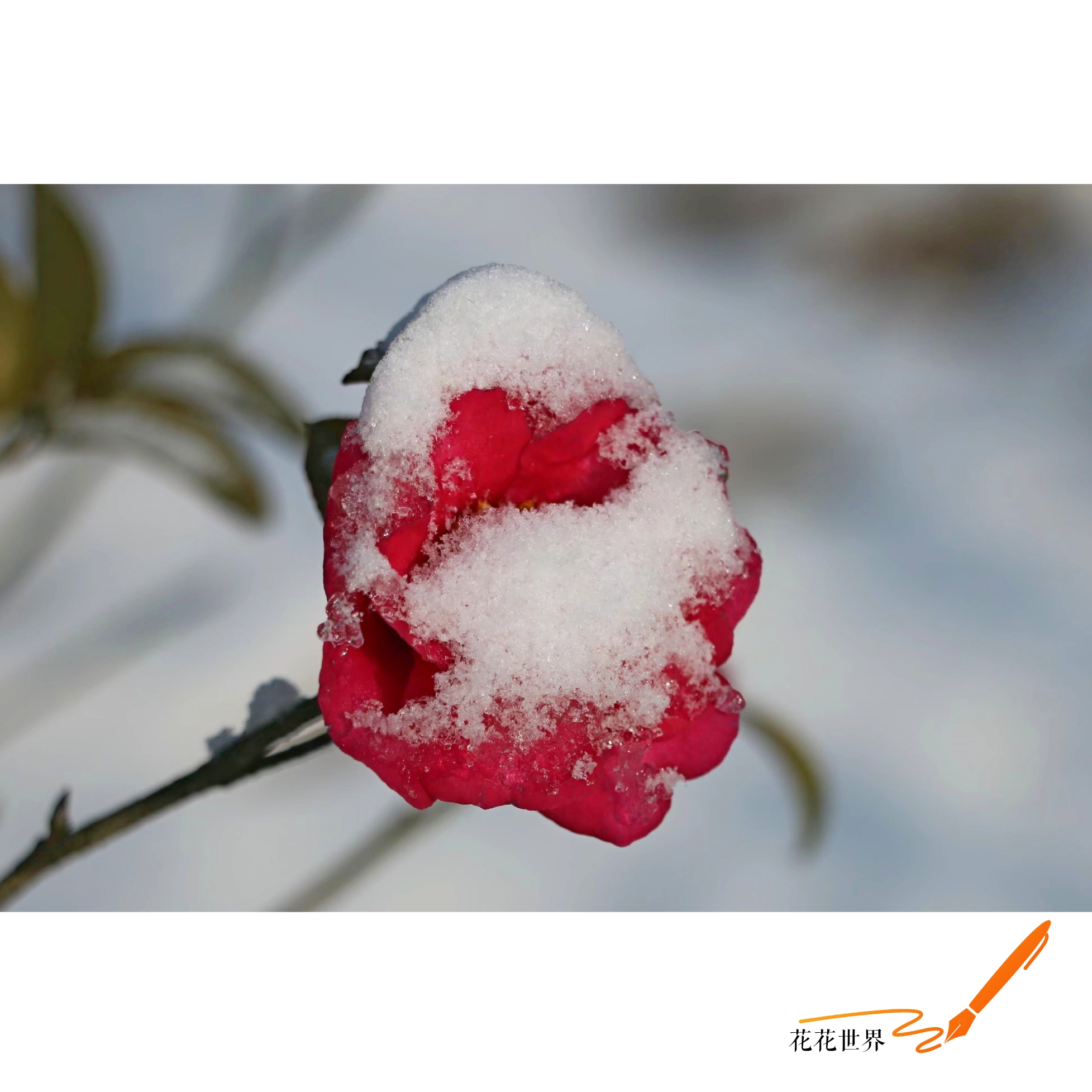 78飘雪*7819冬天73【爱花家园】:雪中的茶花 【原创首发】