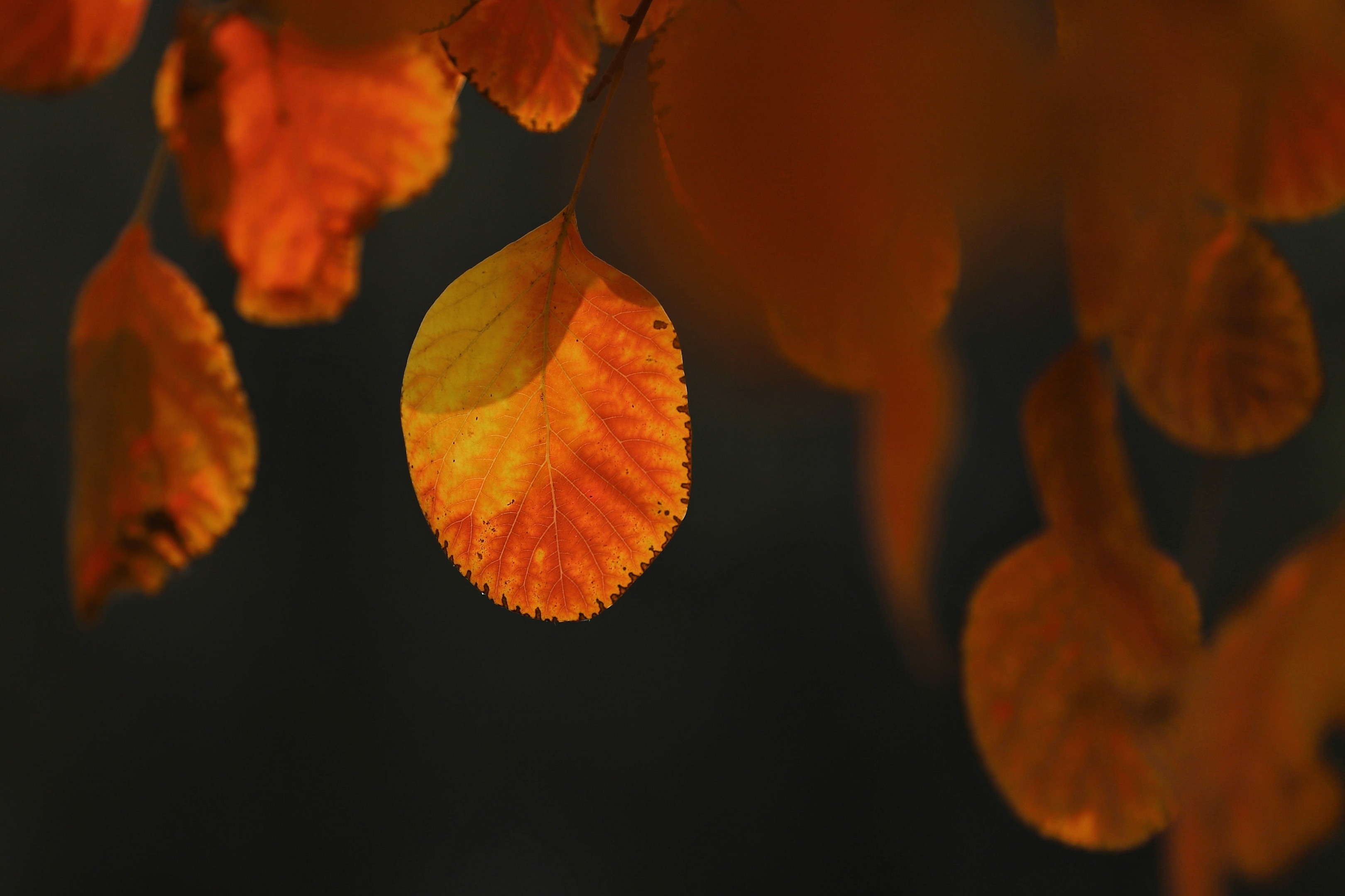 秋叶是秋天最美的风景