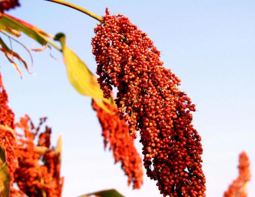 红高粱^作者^佚名◇朗诵^一剑扬尘