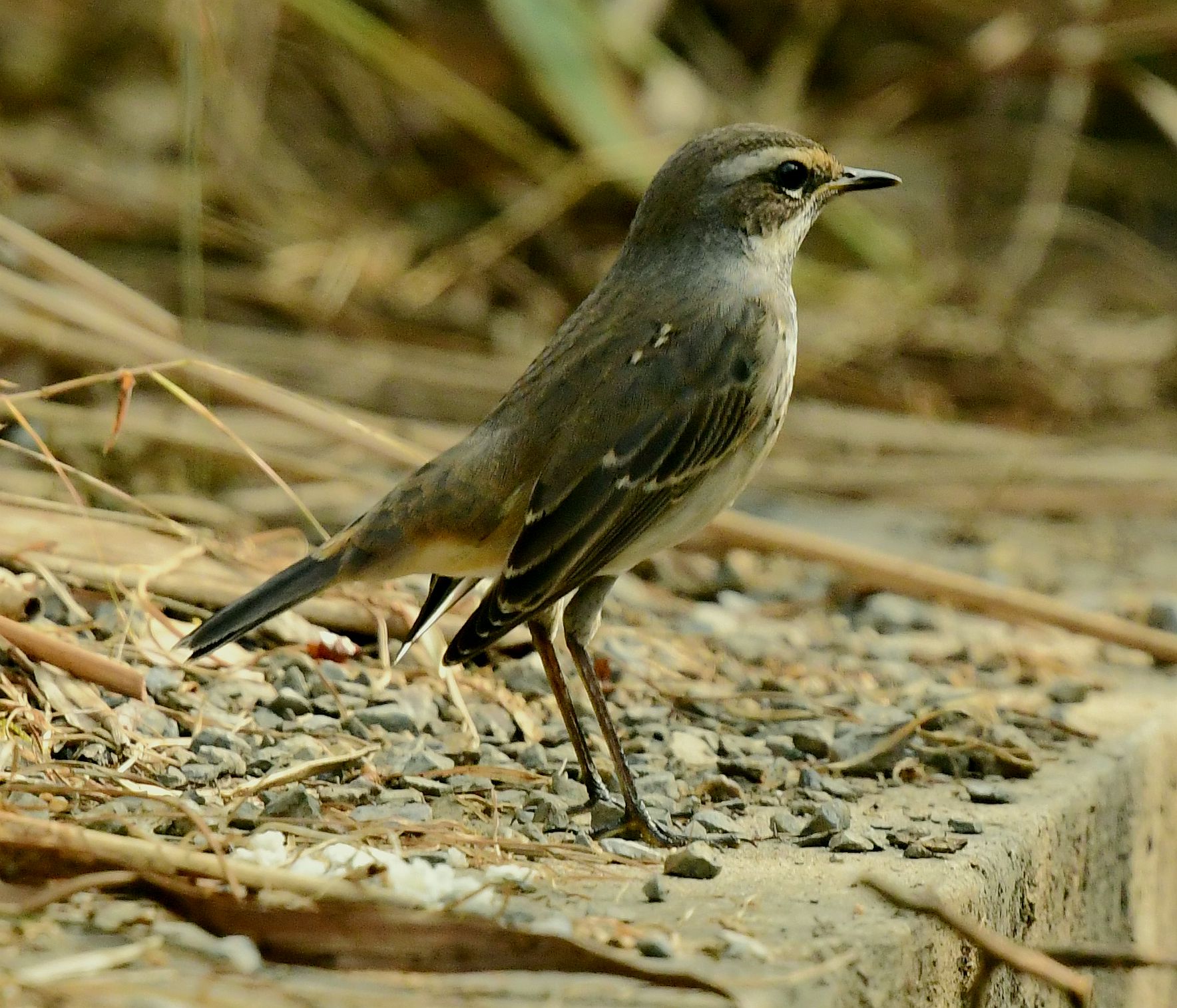 蓝喉歌鸲蓝靛颏首发