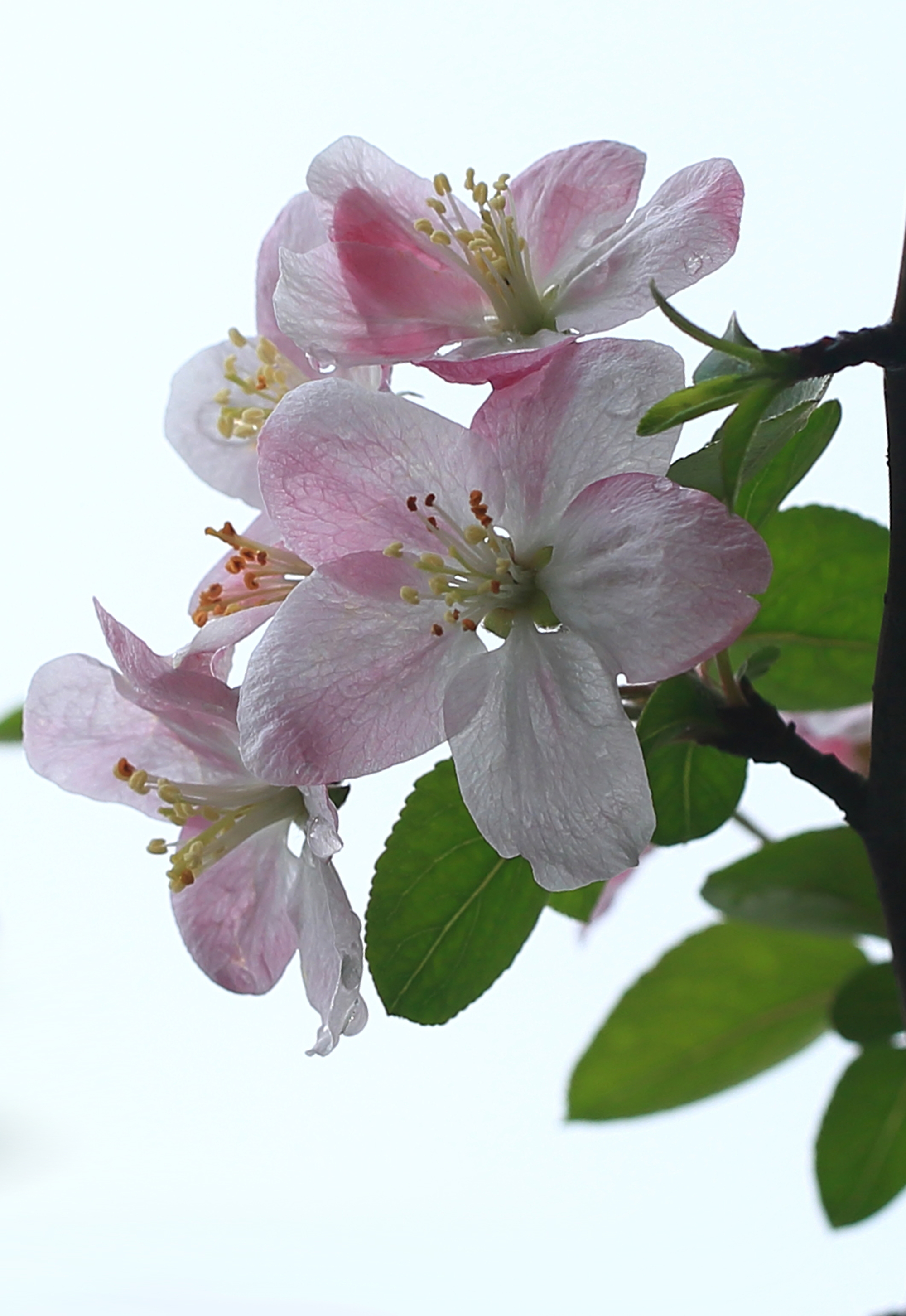 摄影随笔:春海棠的样子