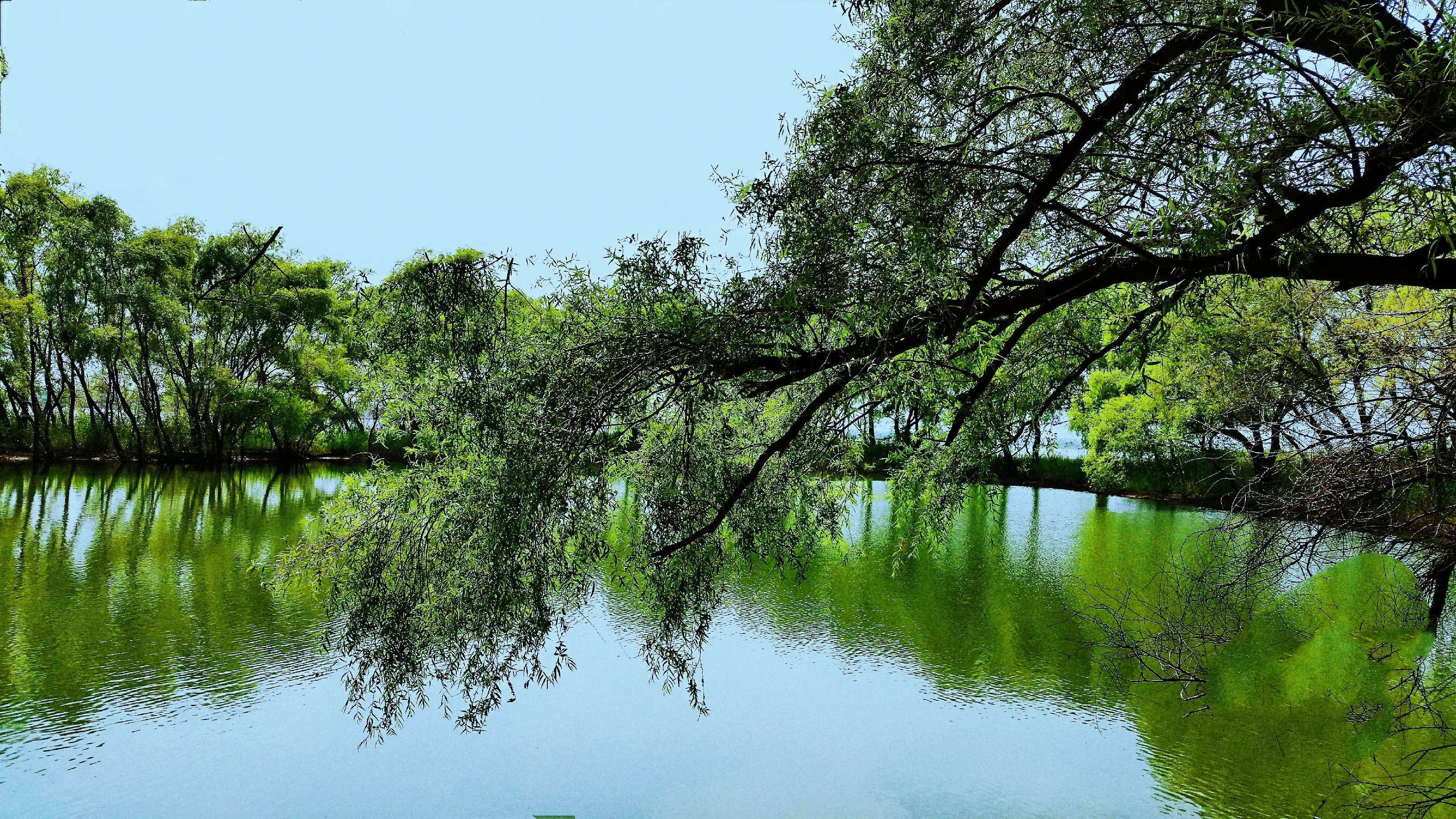 山水风景图片真实花鸟图片