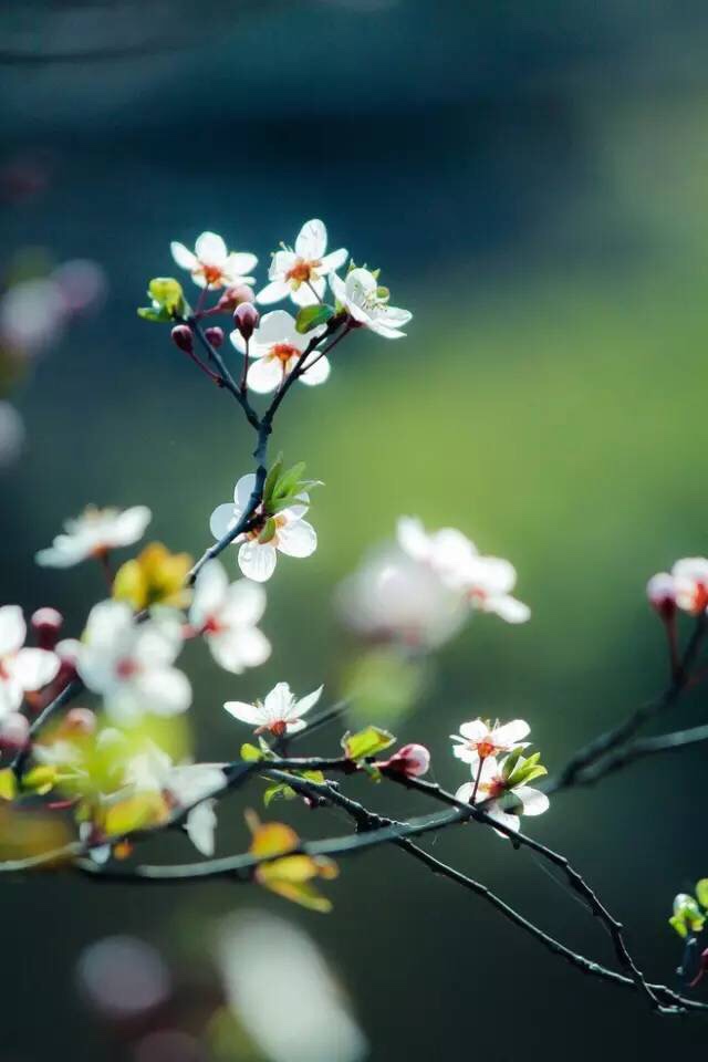 桃花塢裡桃花庵,桃花庵裡桃花仙; 桃花仙人種桃樹,又摘桃花換酒錢.