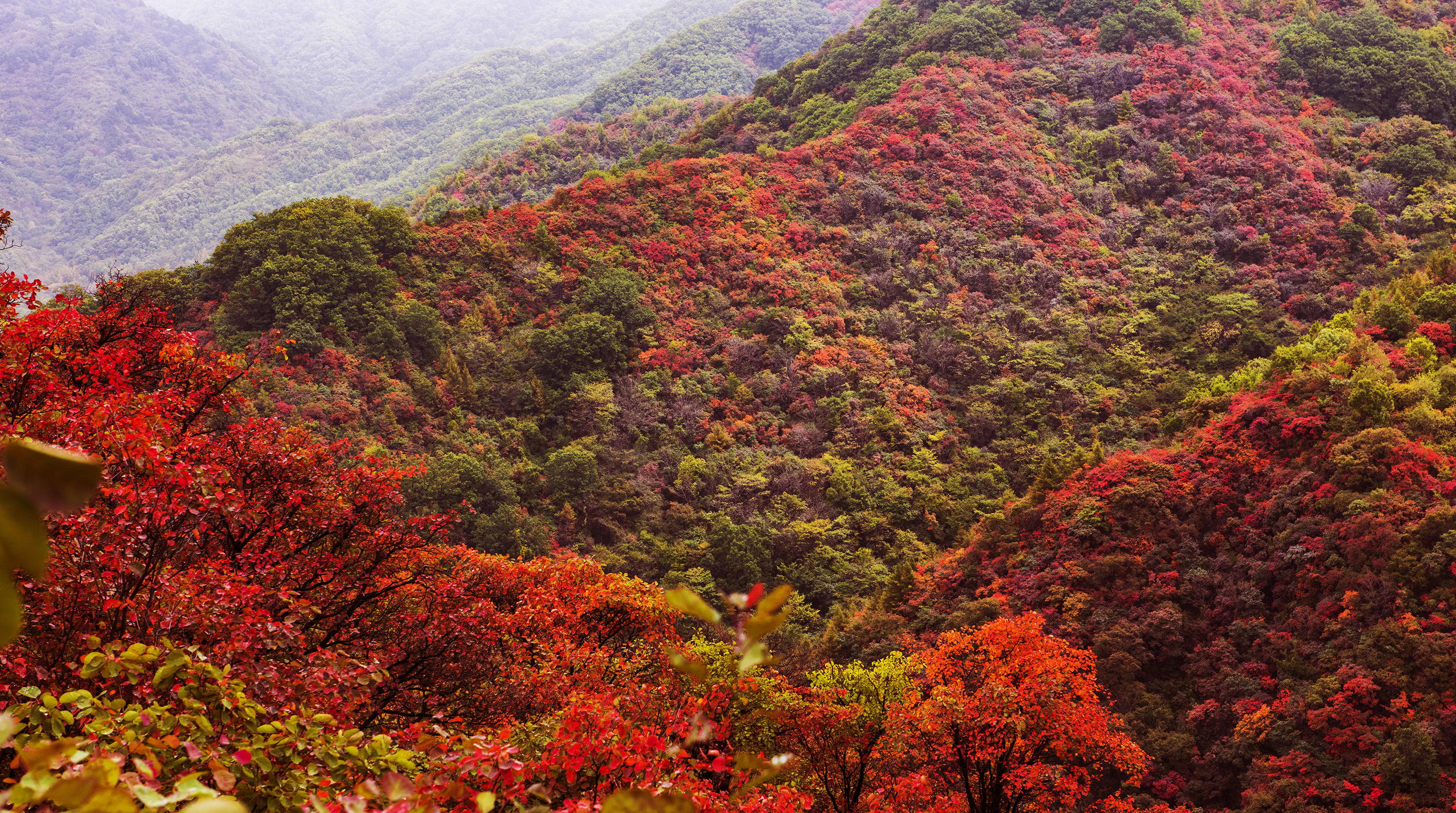 甘山红叶美如画(2019年新拍)