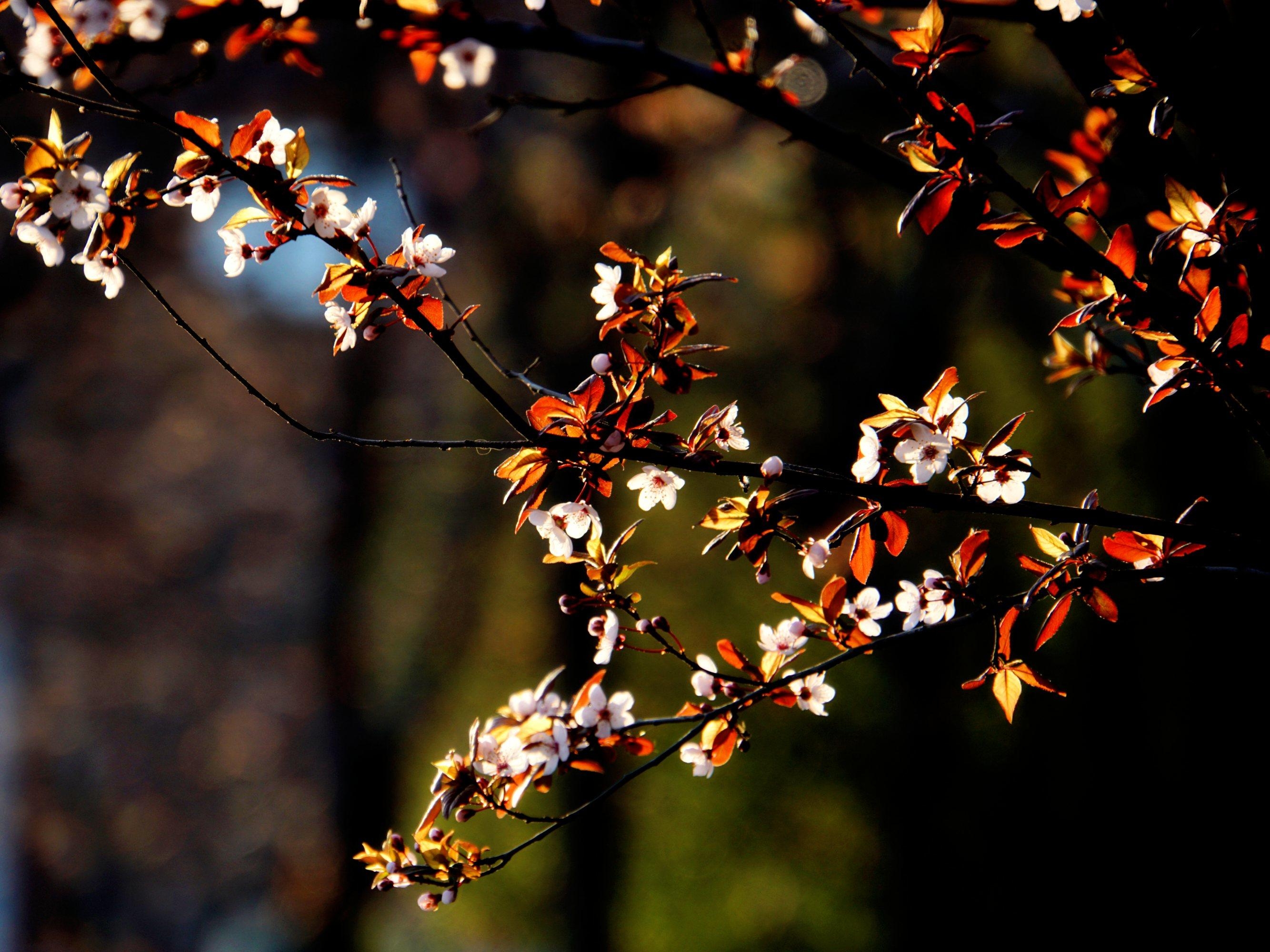 光影婆娑花绽放