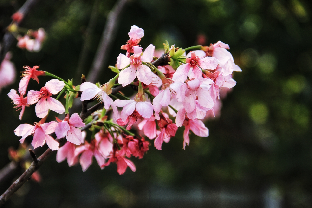 樱花与爱情 (泉州海丝樱花园拍摄花絮)