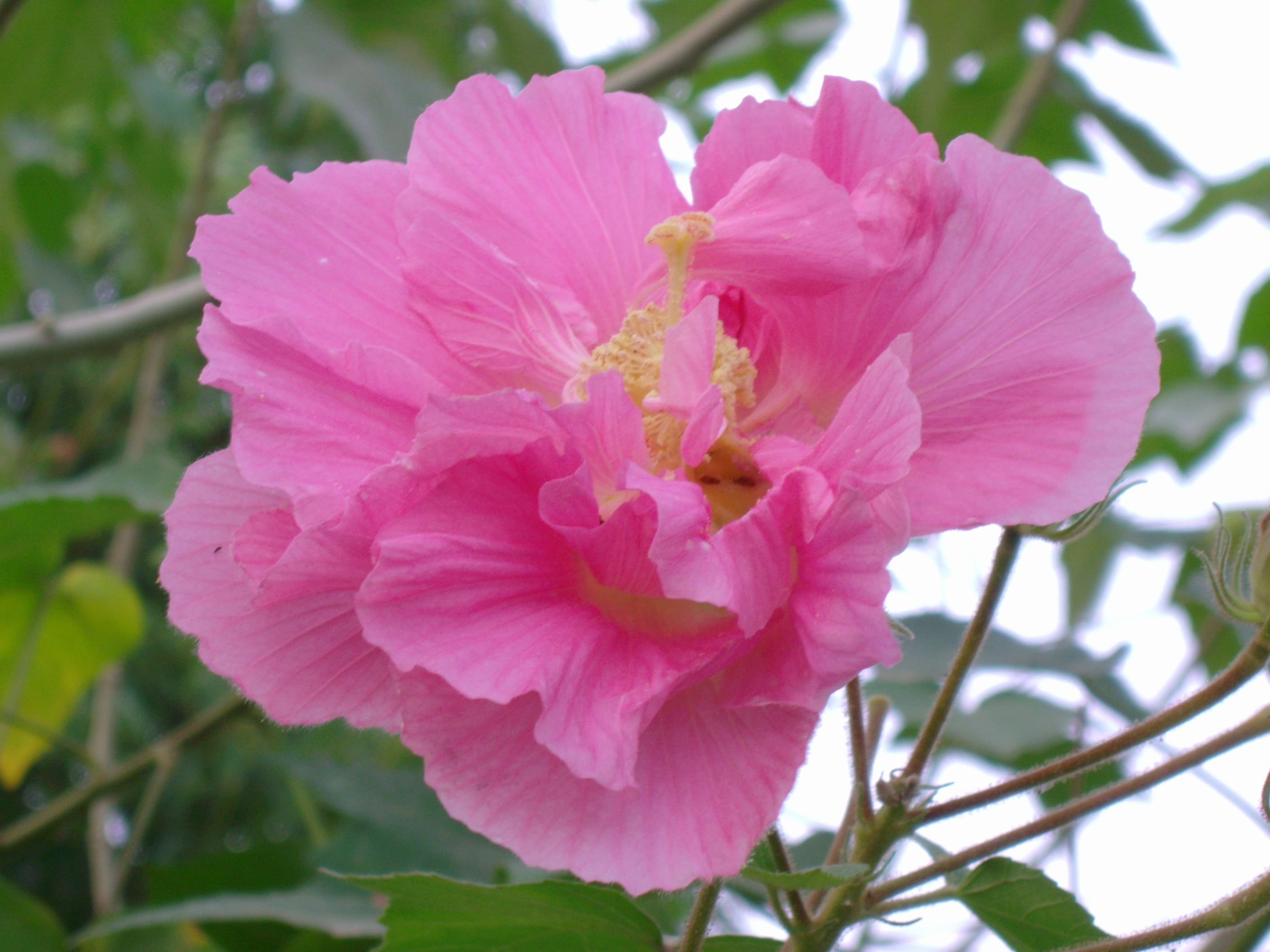 水芙蓉之于夏木芙蓉之于秋