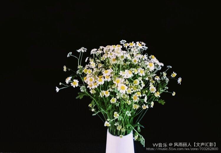 洋甘菊是送给死去的人吗(洋甘菊是送给死去的人吗为什么)