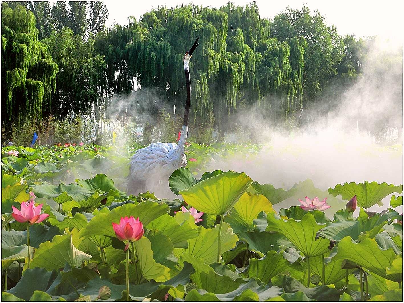 白云湖畔荷花节凝装旗袍展风采