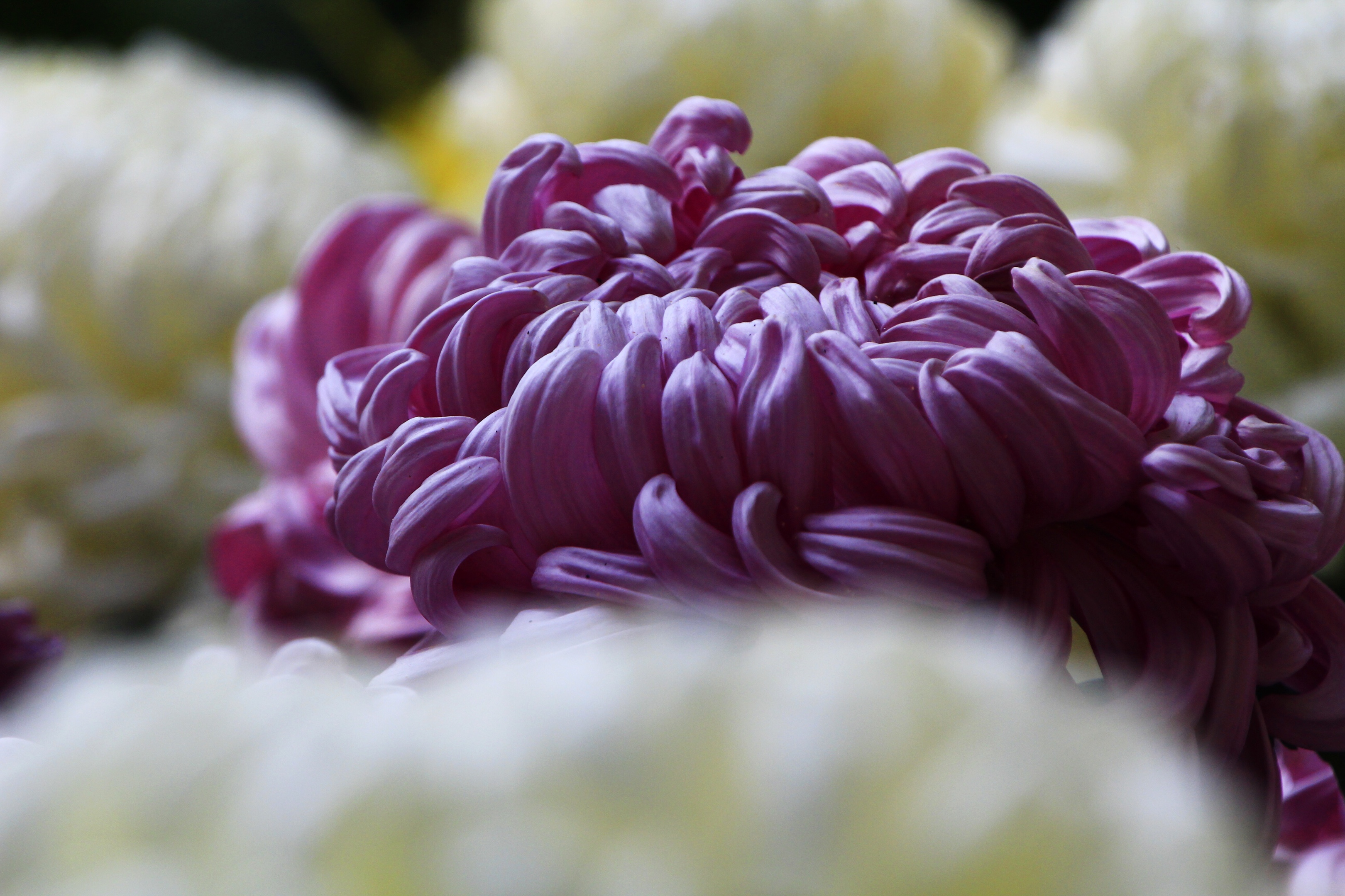 傲霜菊(摄影首发)