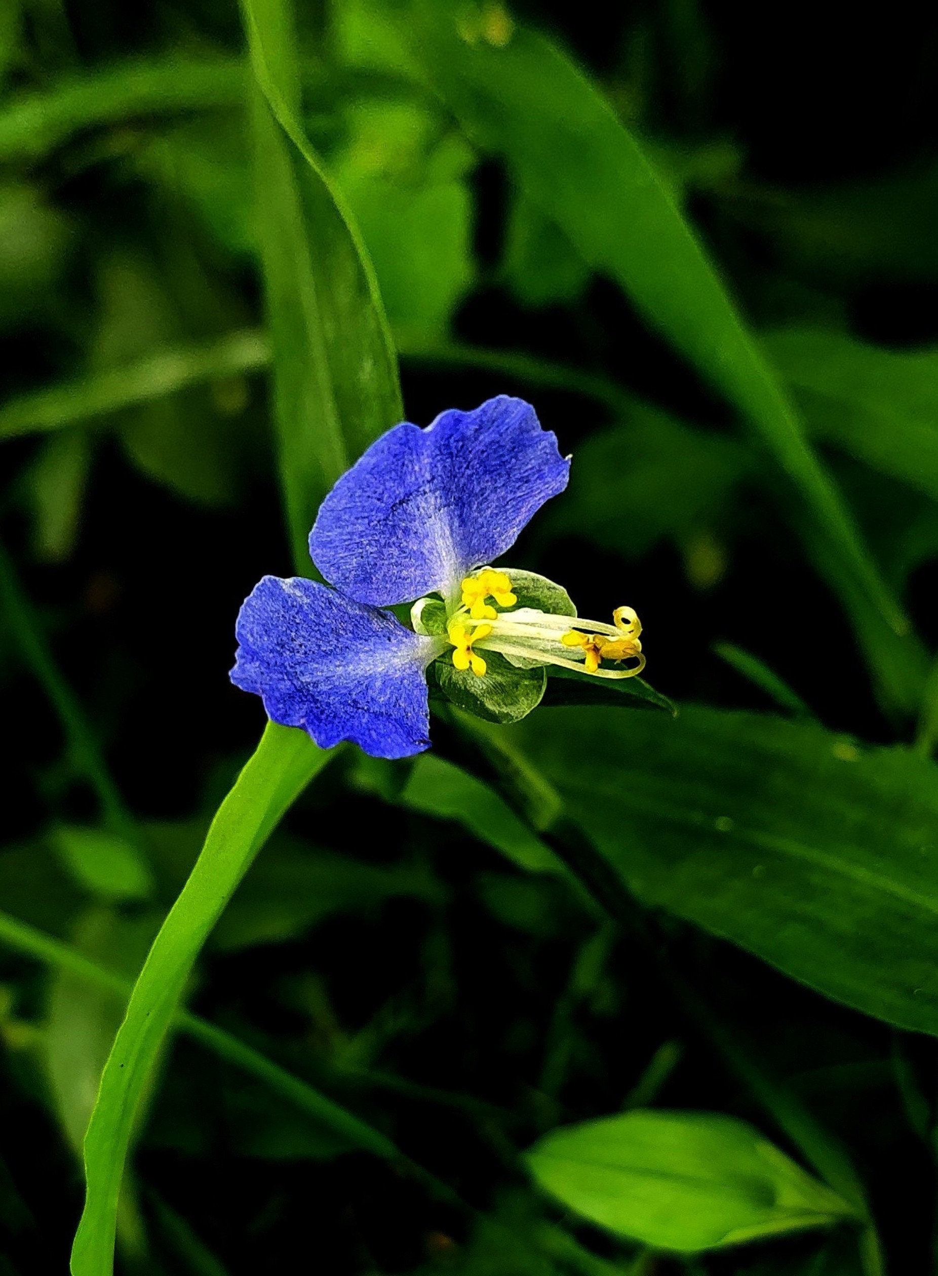 首发漂亮的鸭跖草