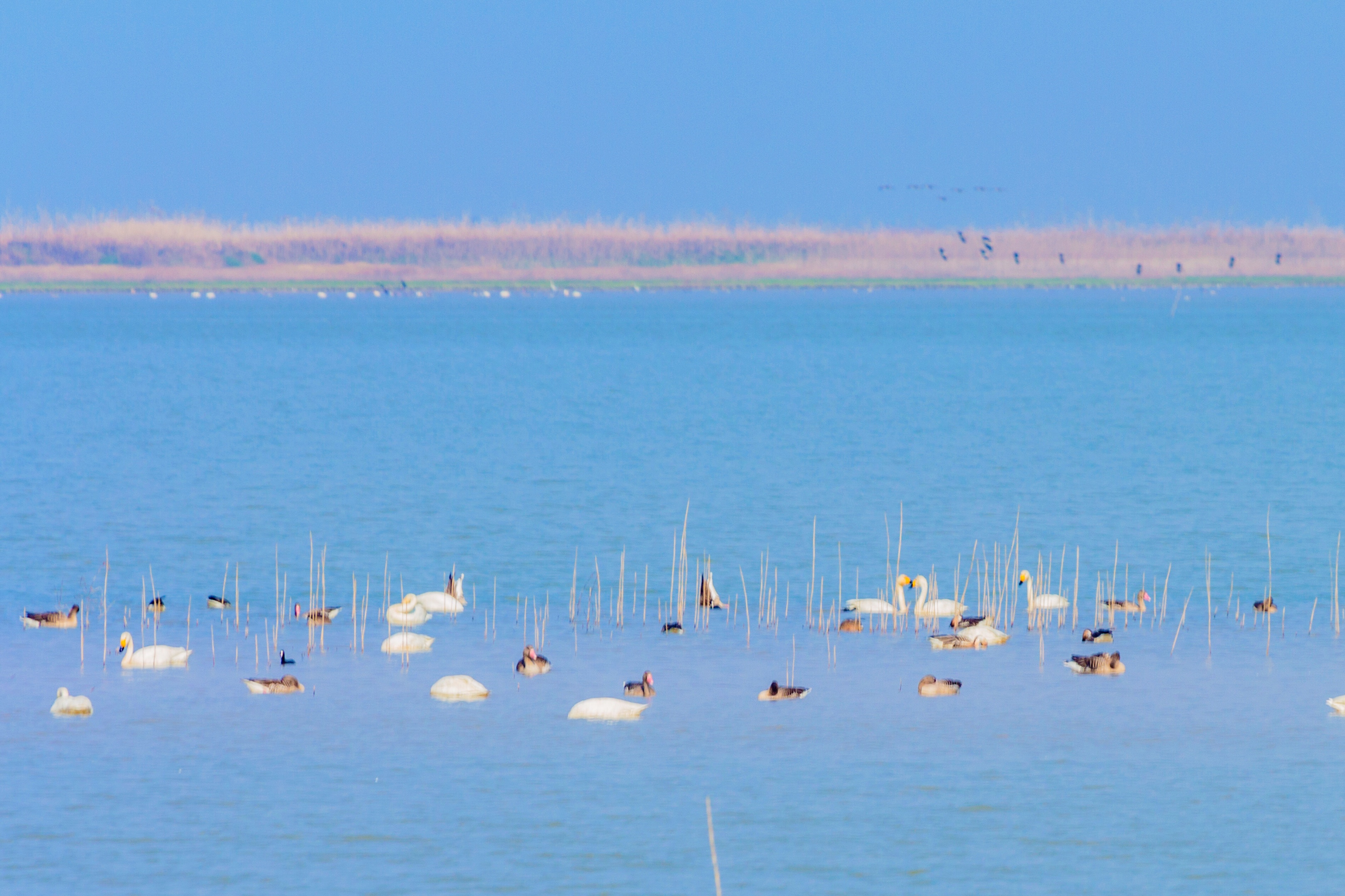 初入南矶山候鸟保护区【首发】