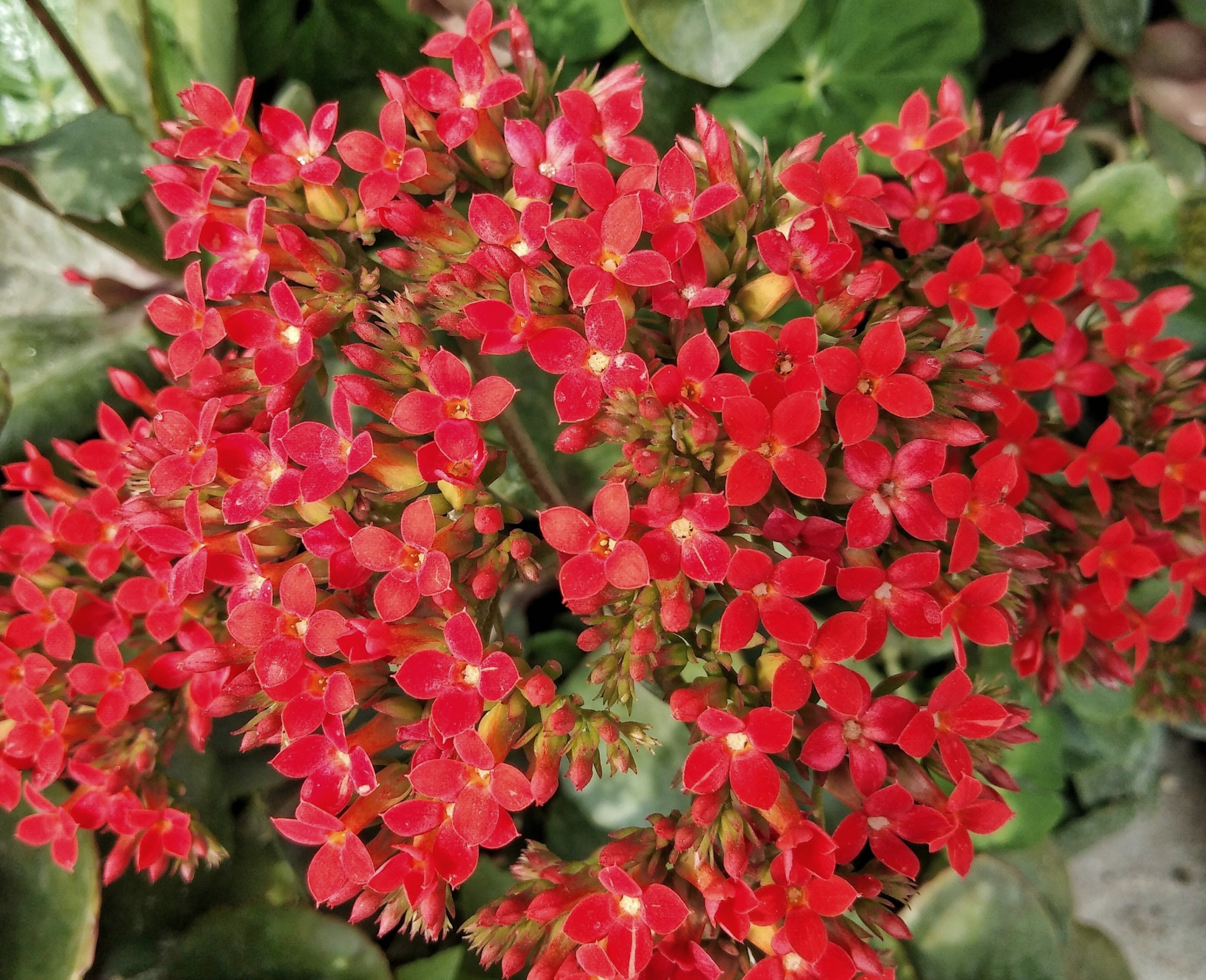 首发一簇花团红粉意赋君长寿寓天机