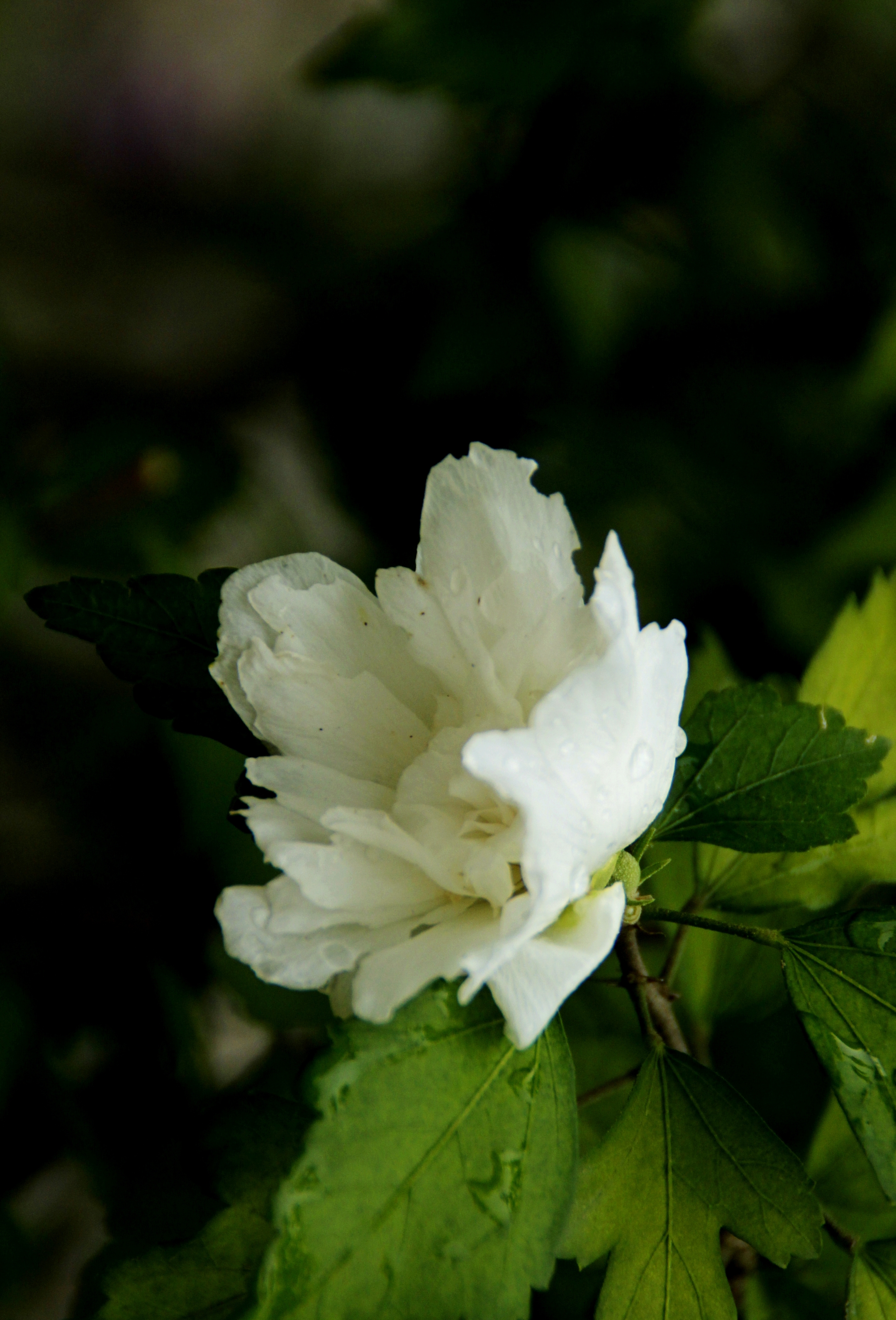 白色木槿花花语图片