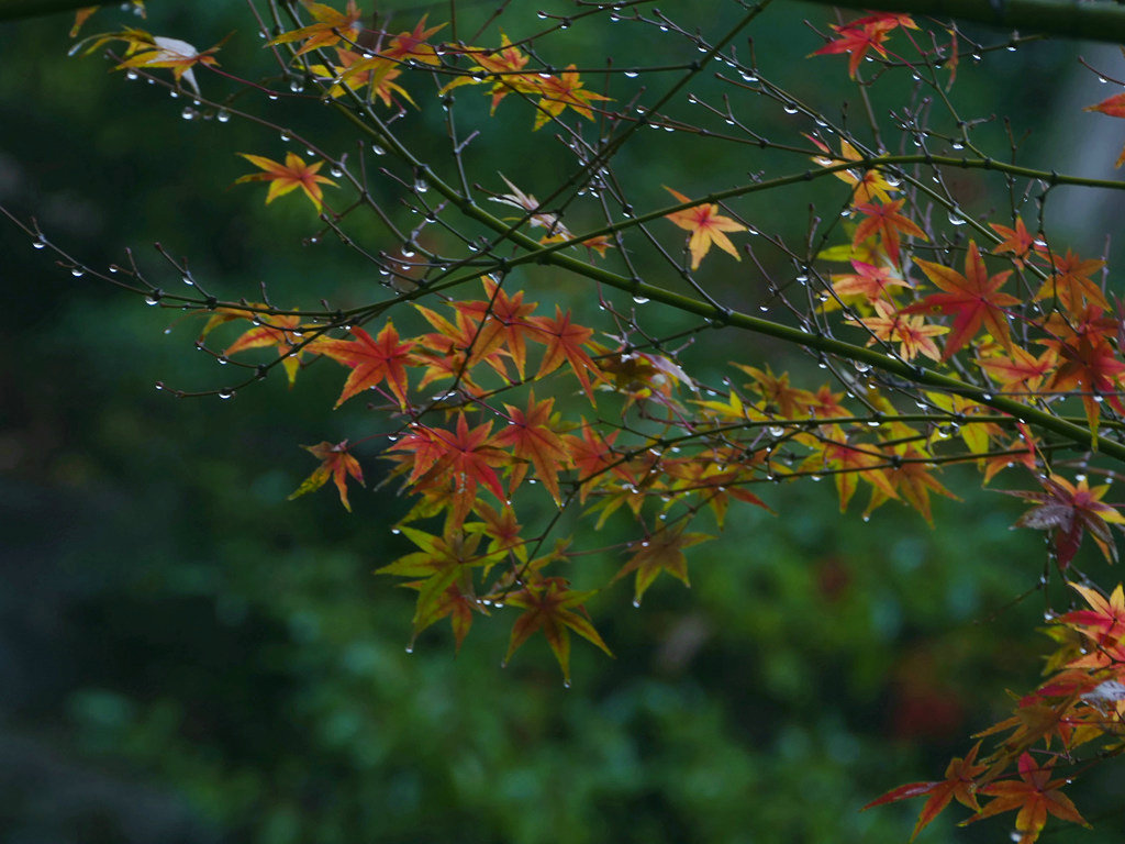 飘雨的秋(原创)