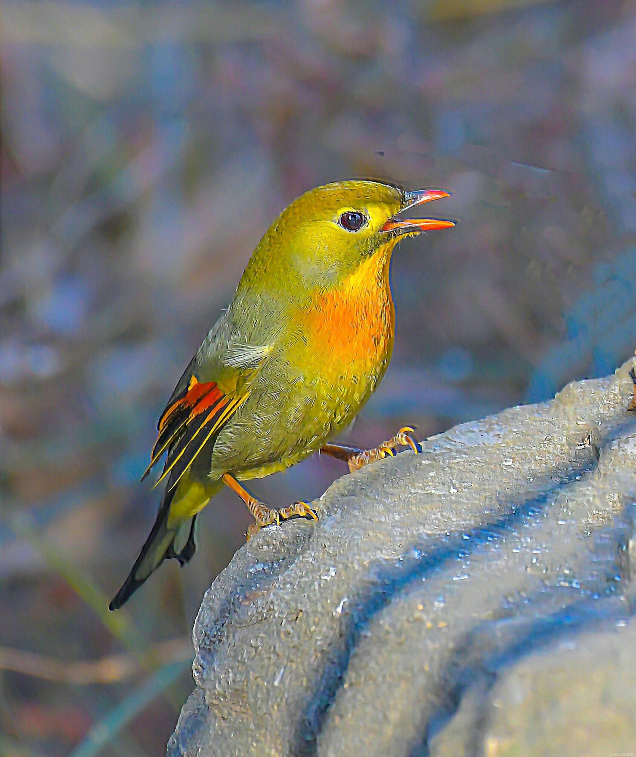 首发莺歌燕舞鸟语花香