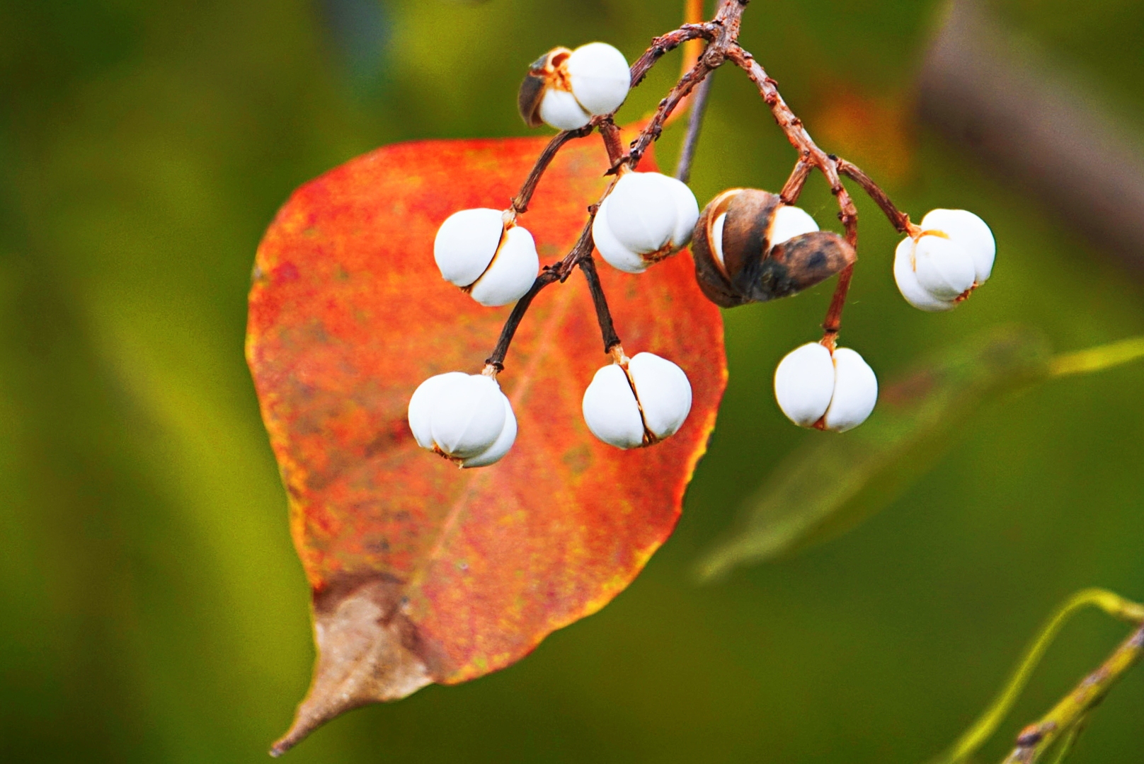 鲜艳的树叶雪白的乌桕籽原创首发