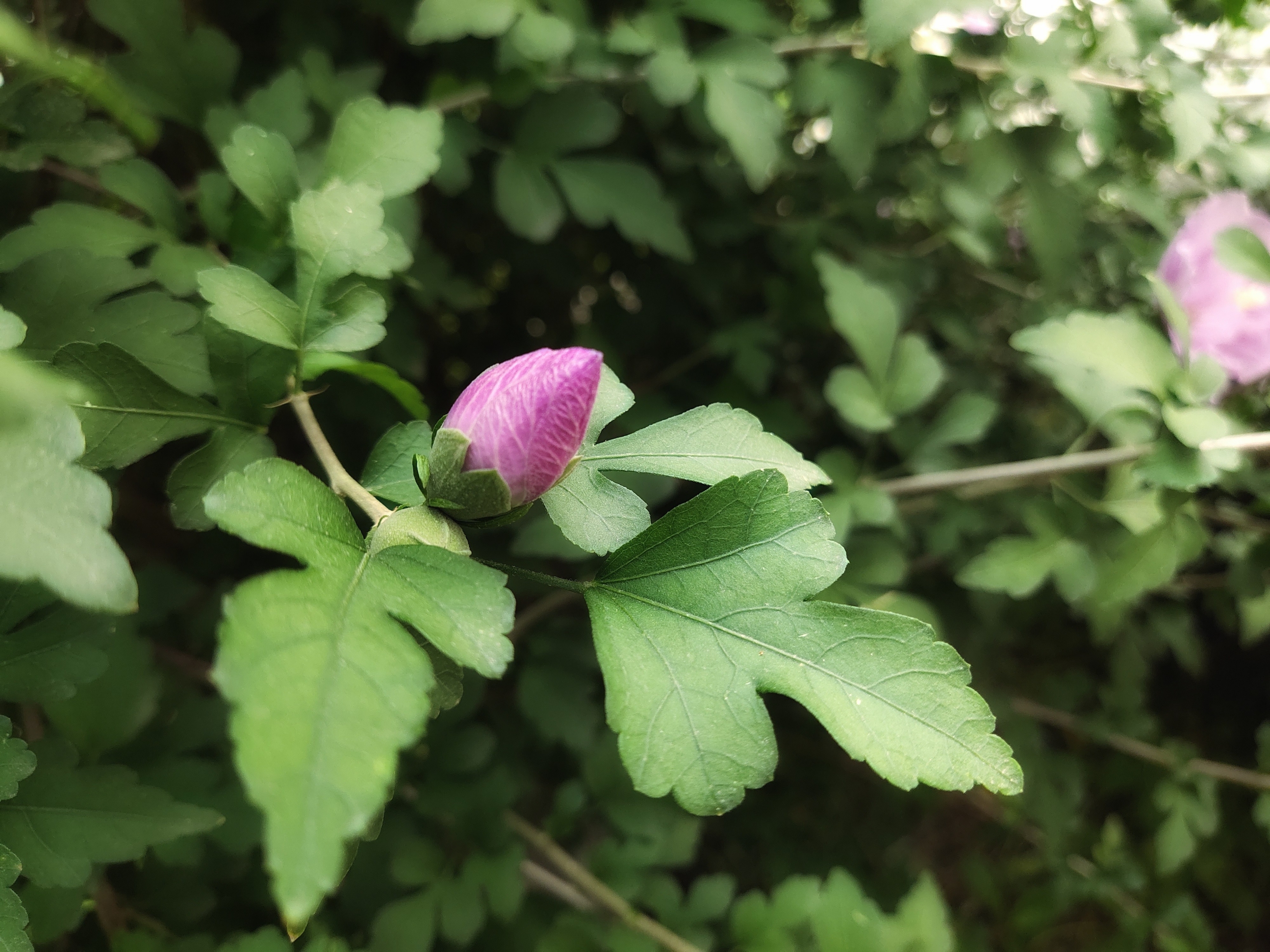 答劉戒之早秋別墅見寄 唐.白居易 涼風木槿籬, 暮雨槐花枝.