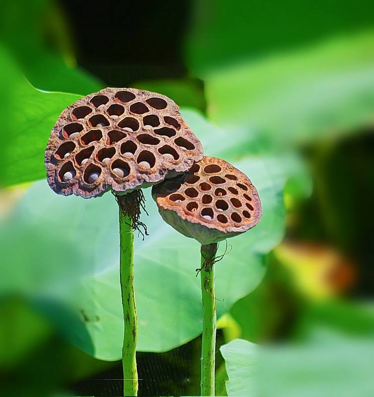 荷之韵尽享最美荷文化